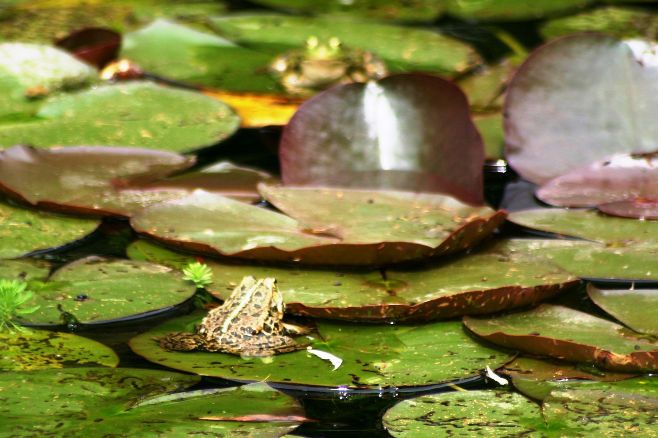 the frog is camouflaged