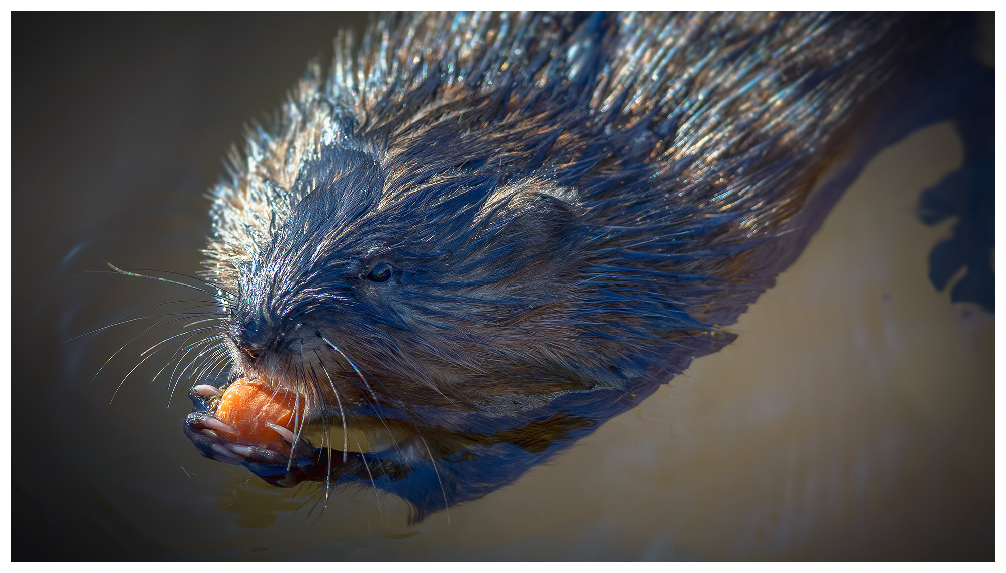 Muskrat