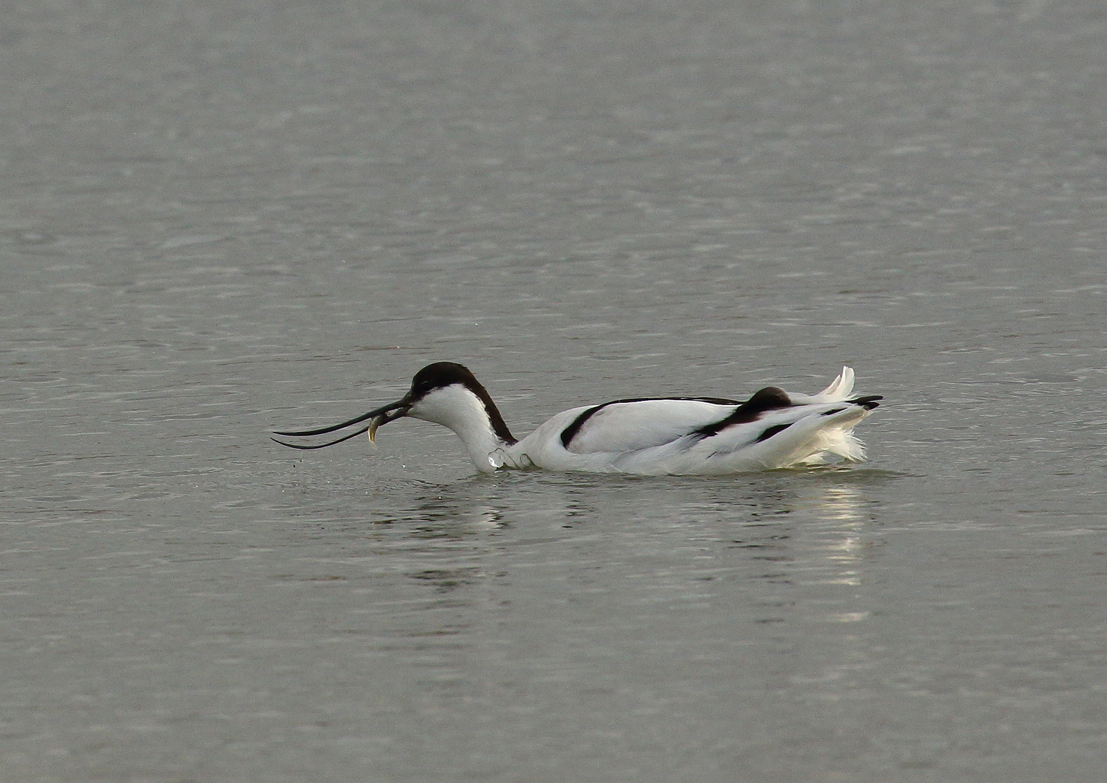 Avocet