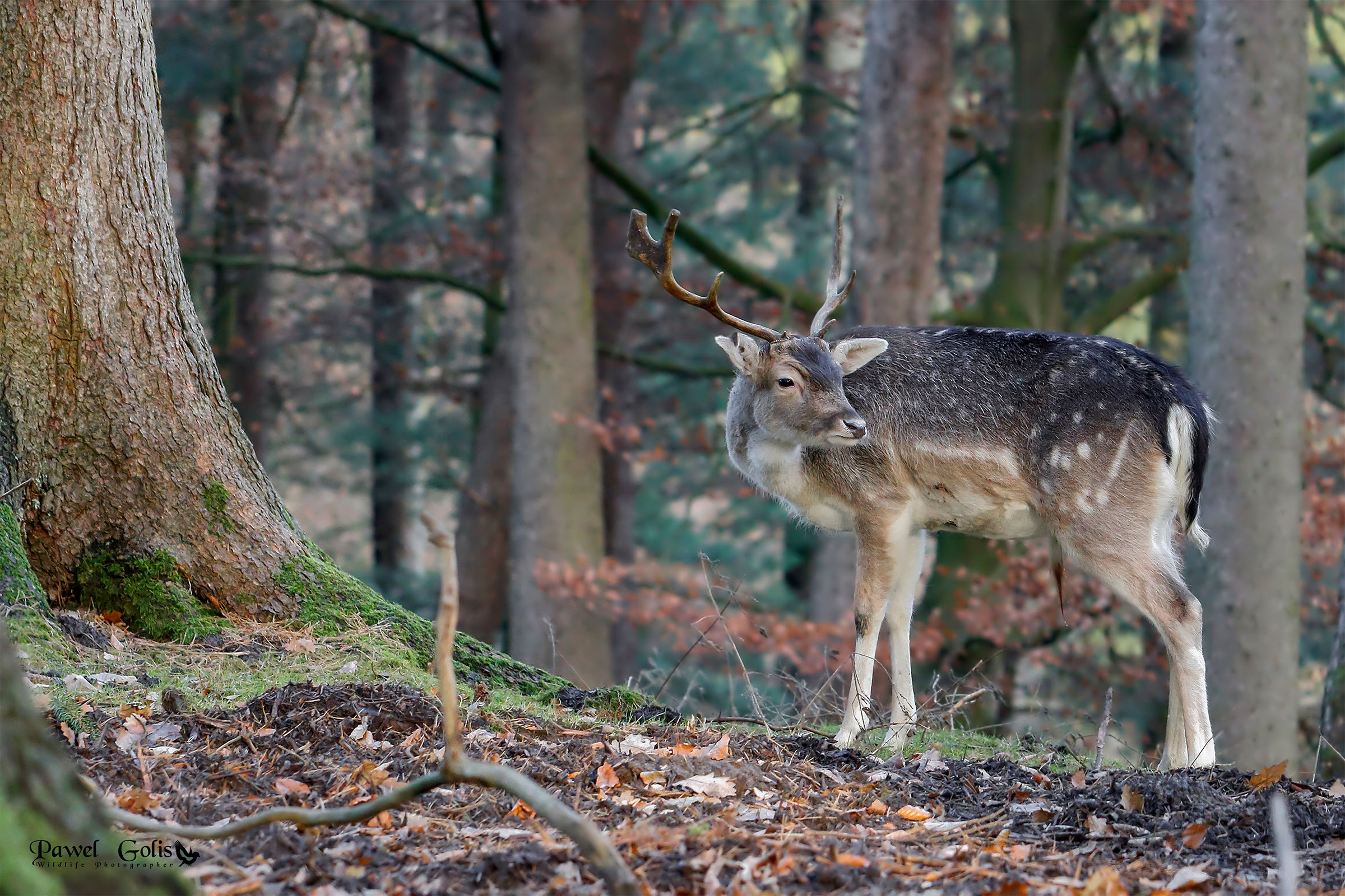 Fallow deer (Dama dama)