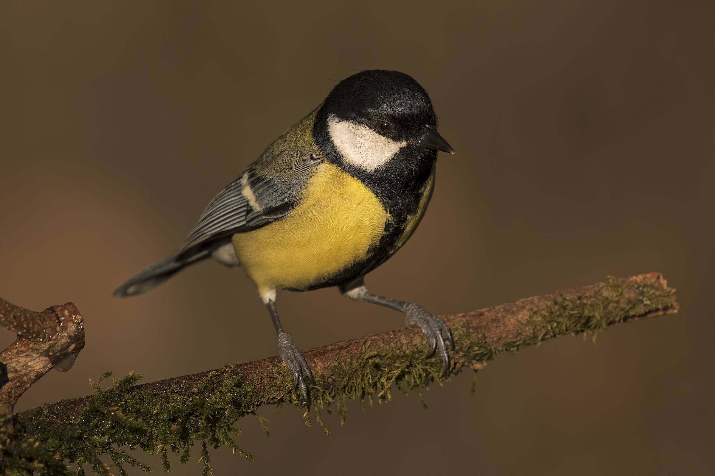Great tit .. little baby