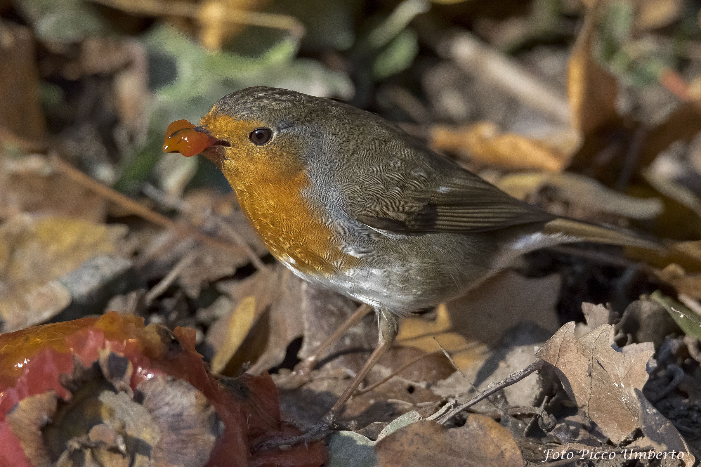 pettirosso nei colori d aununno inoltrato