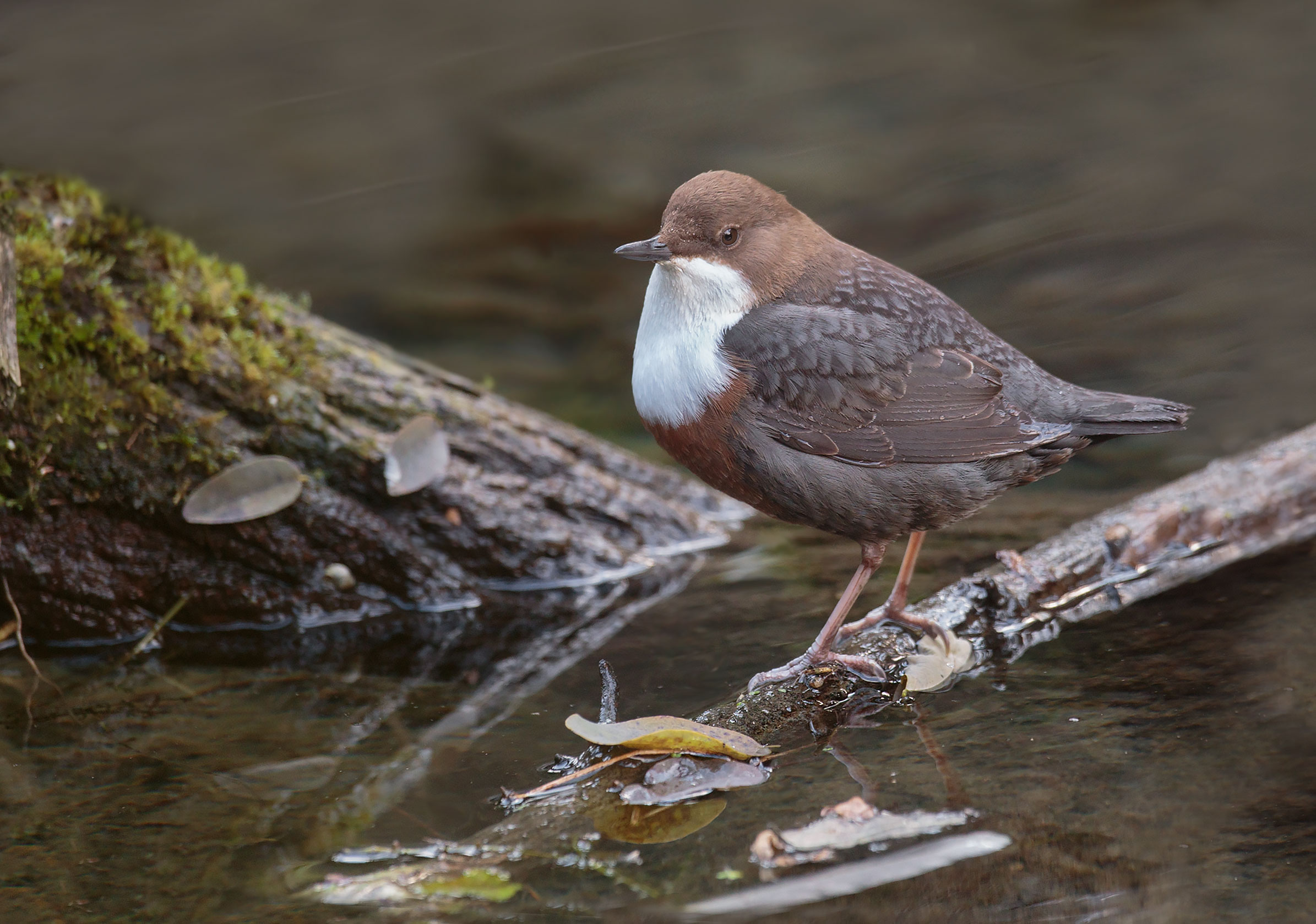 Merlo Acquaiolo e habitat