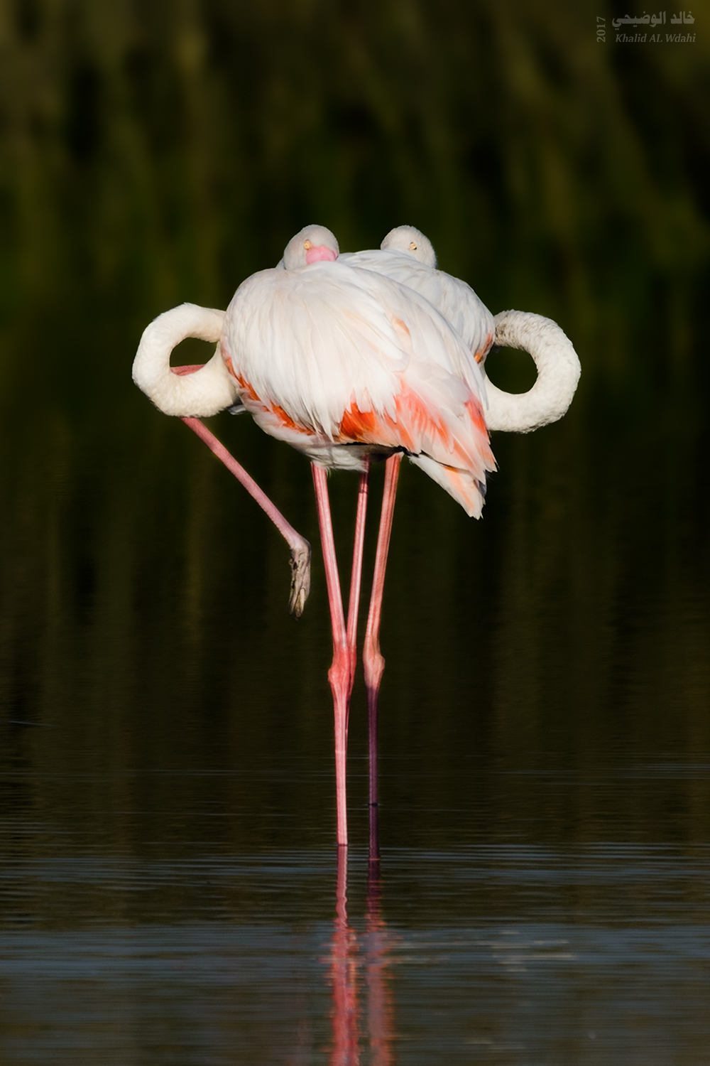 Sleeping of flamingos