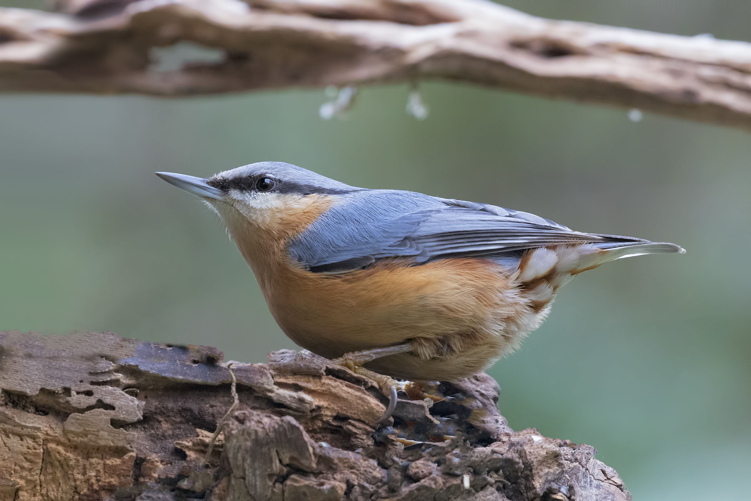 Nuthatch