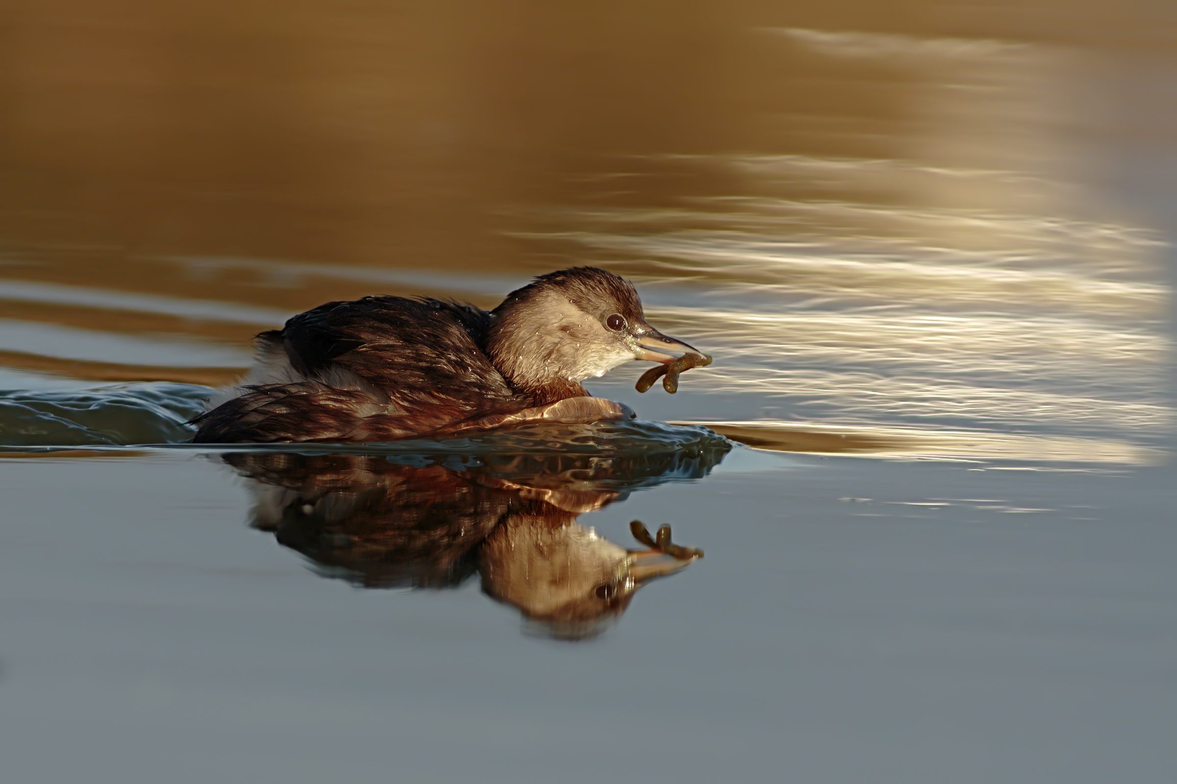 Little Grebe