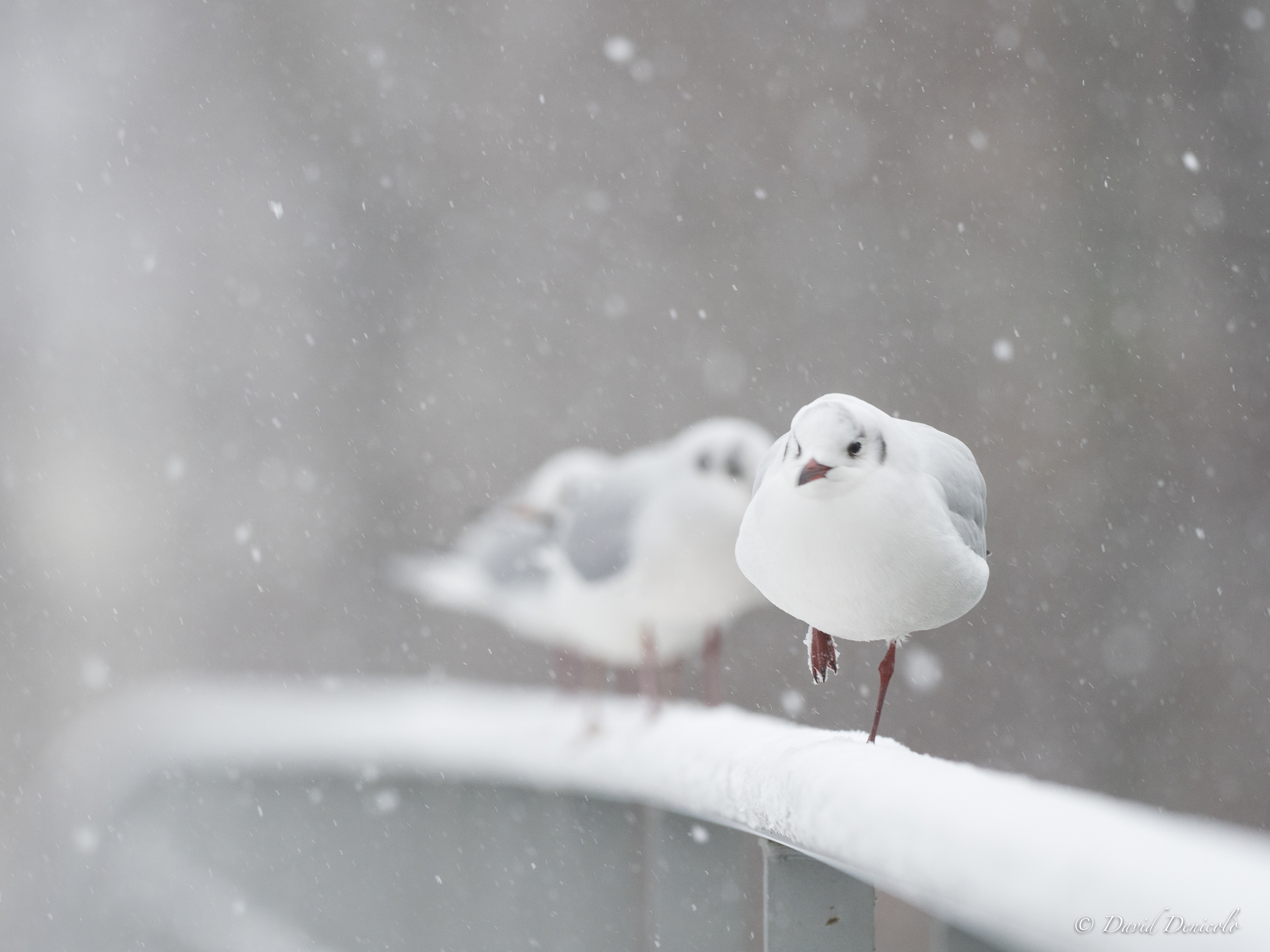 Snow seagulls