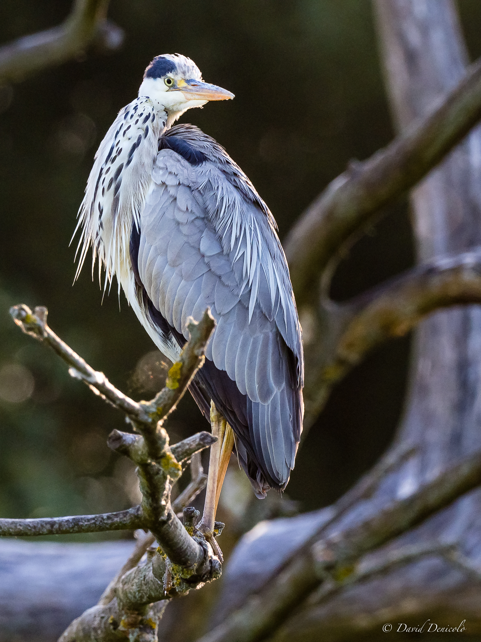 Gray Heron