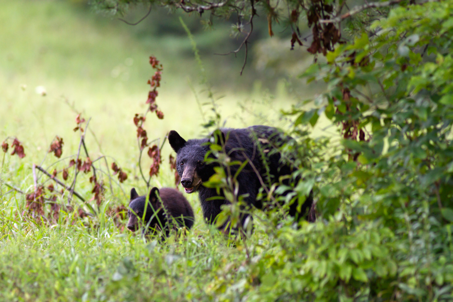 Wild black bears family 1