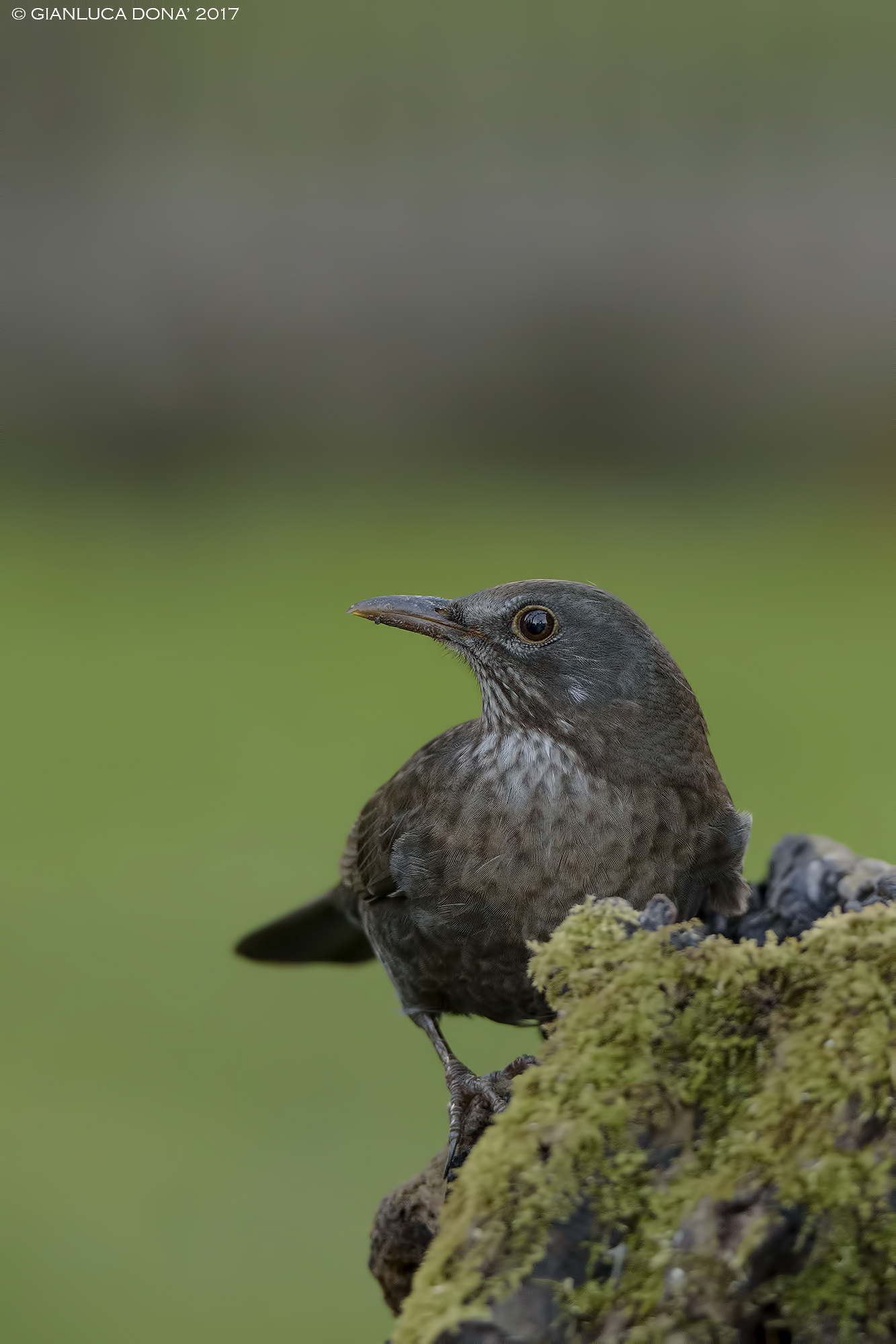 The blackbird at dusk ...