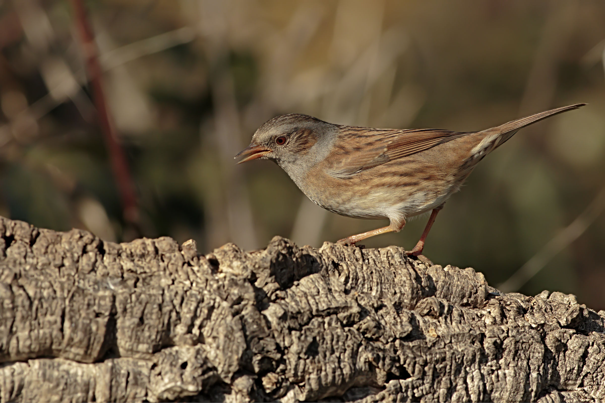 Sparrow Scopaiola