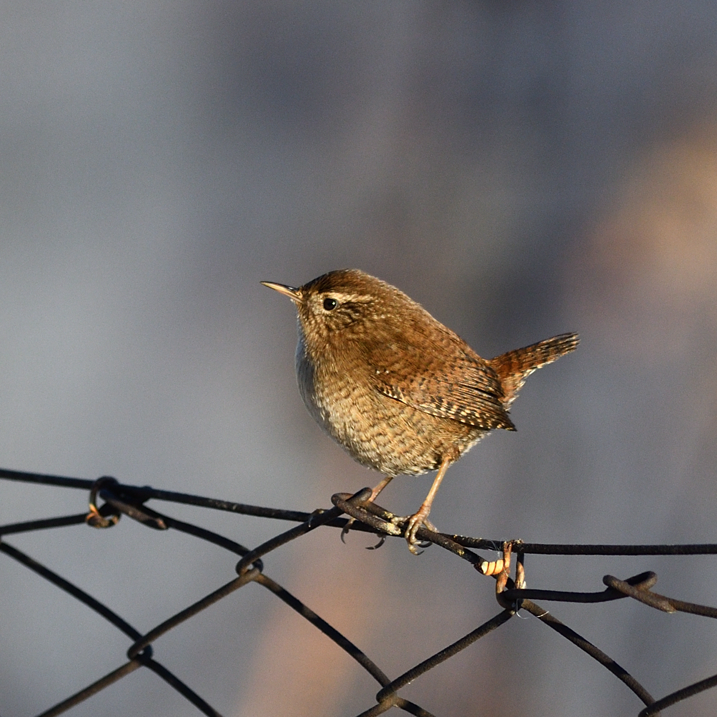 Wren