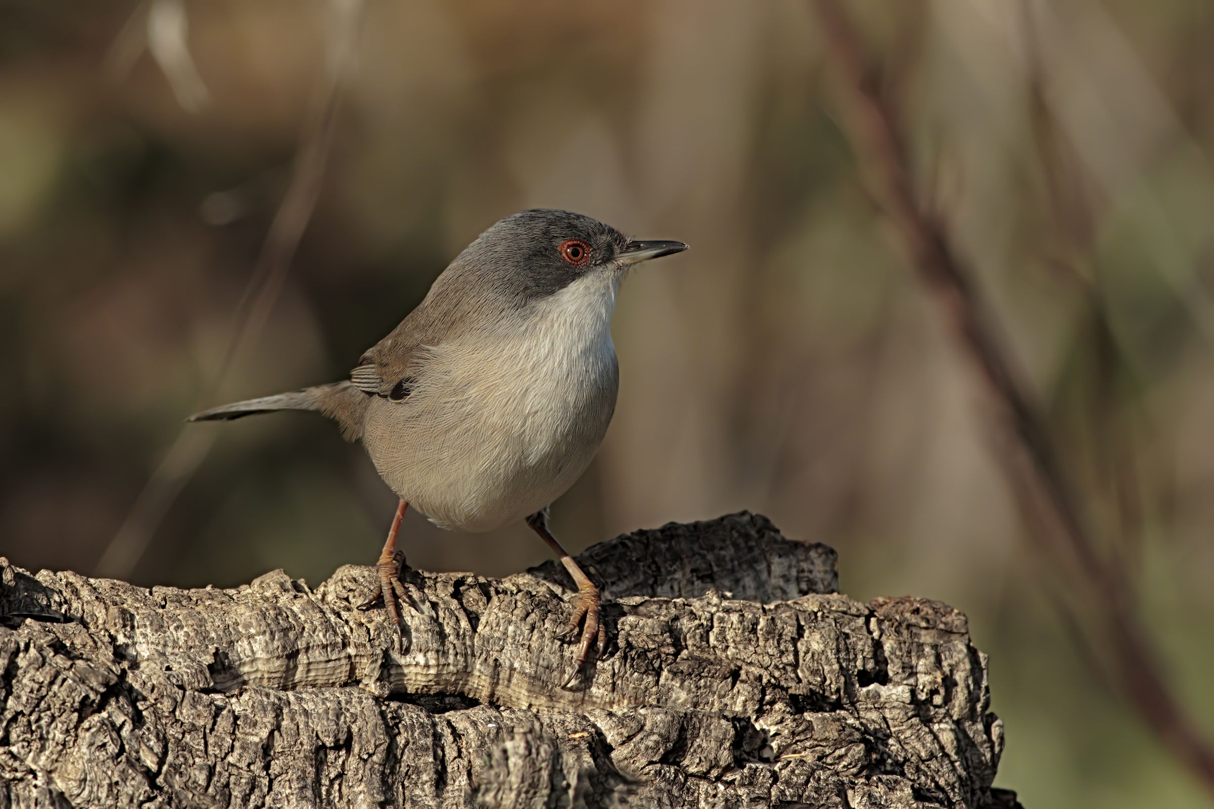 Occhiocotto female