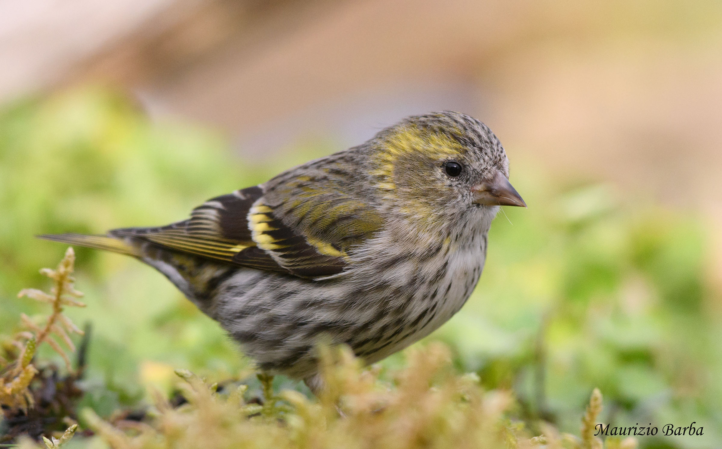 Siskin