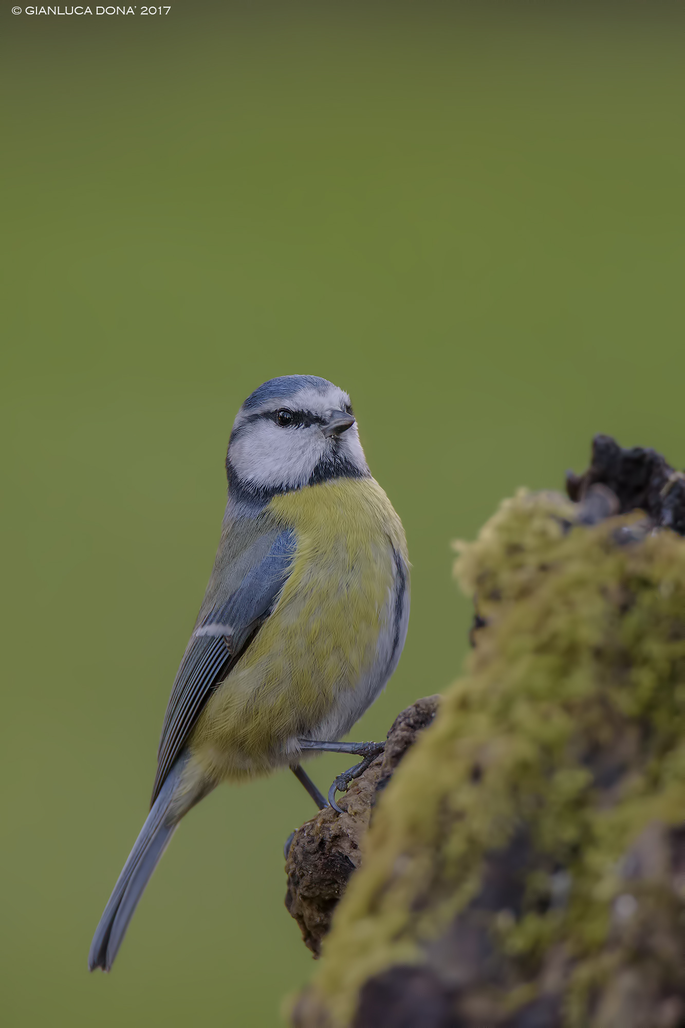 Parus caeruleus L. 1758