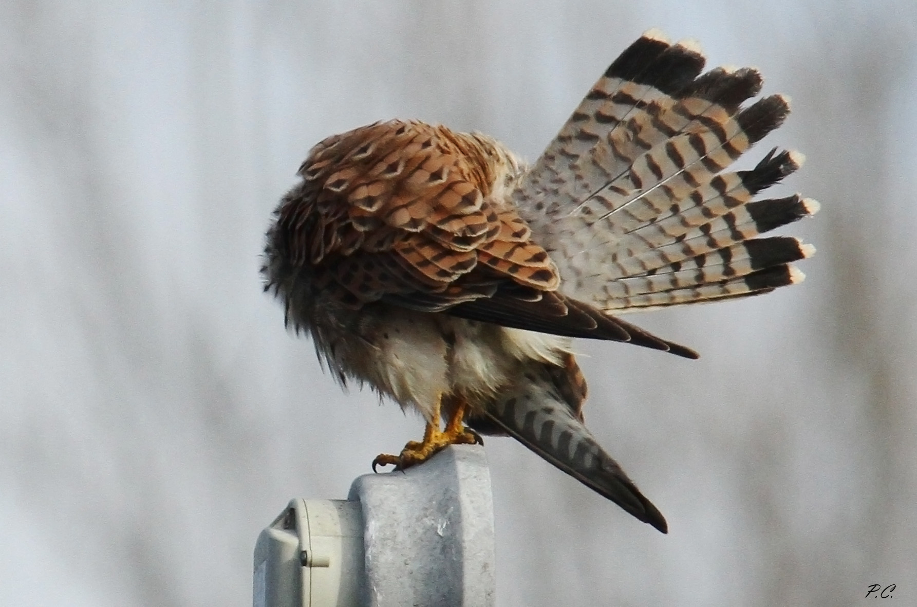 kestrel is the wheel