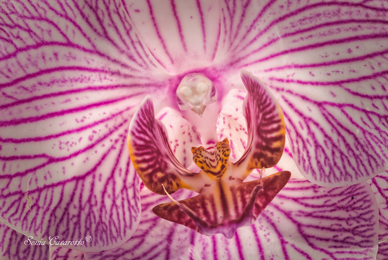 "the hawk of the orchid"