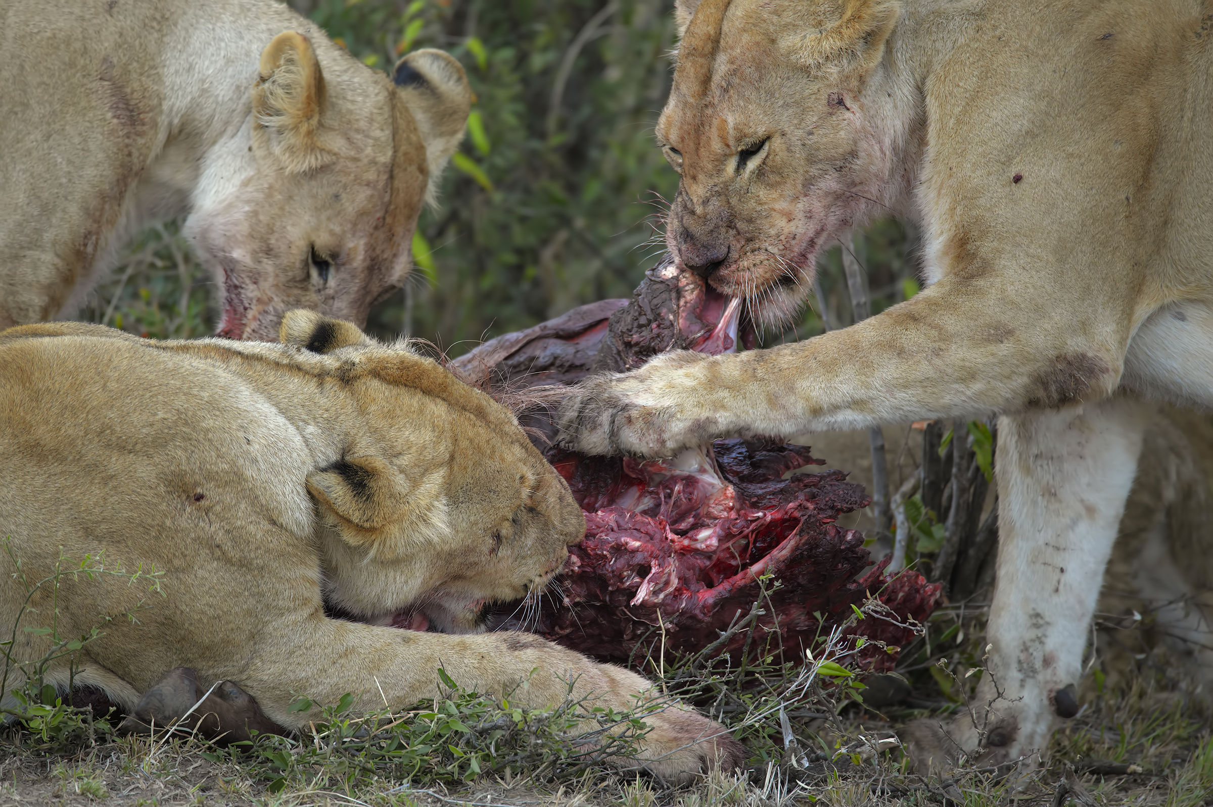 The murderers of the Mara