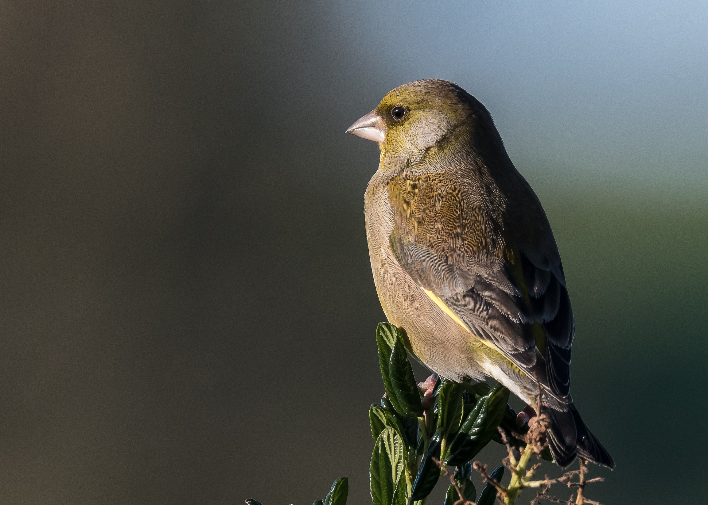 Greenfinch