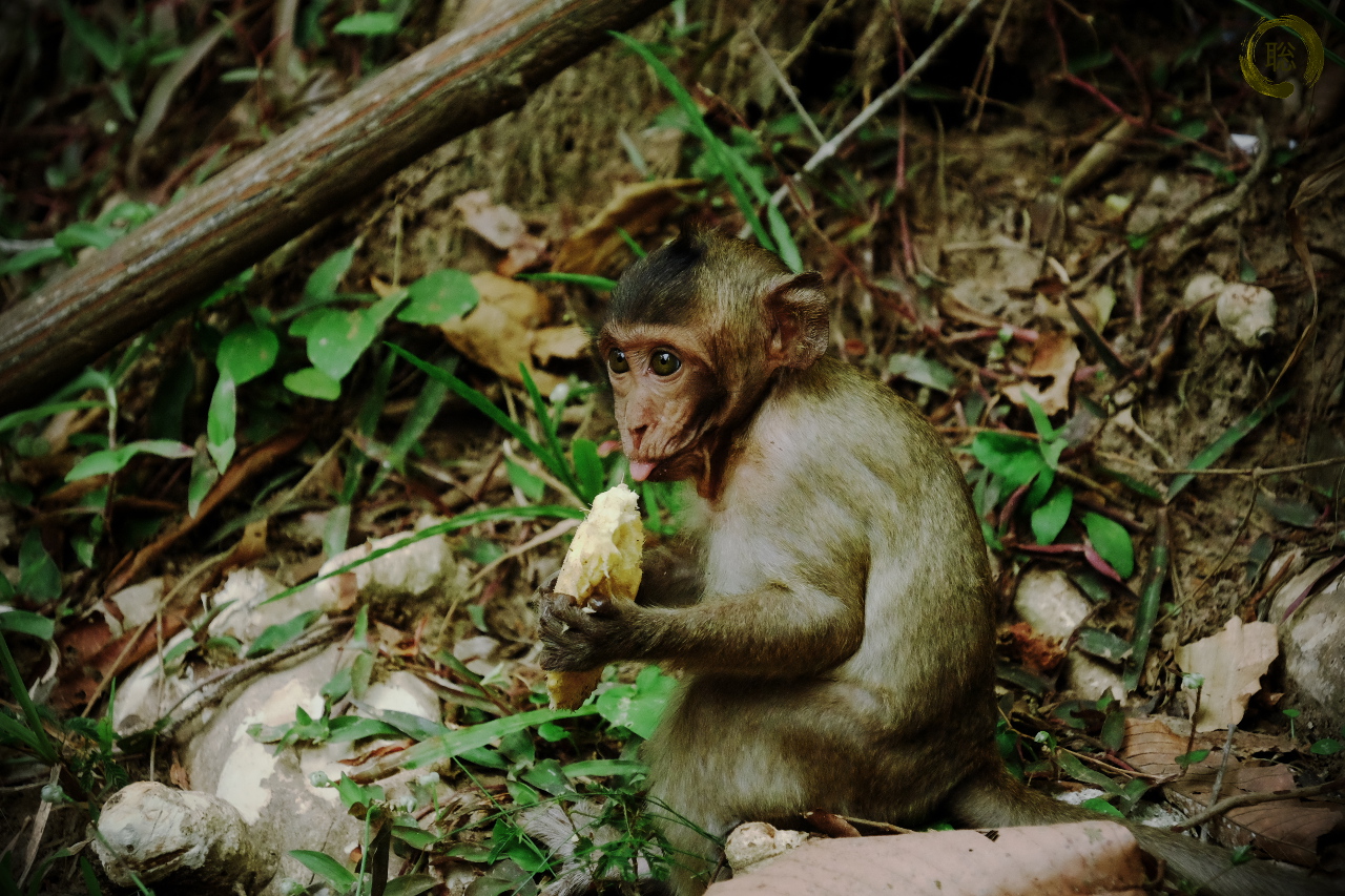 Cambodia Monkey