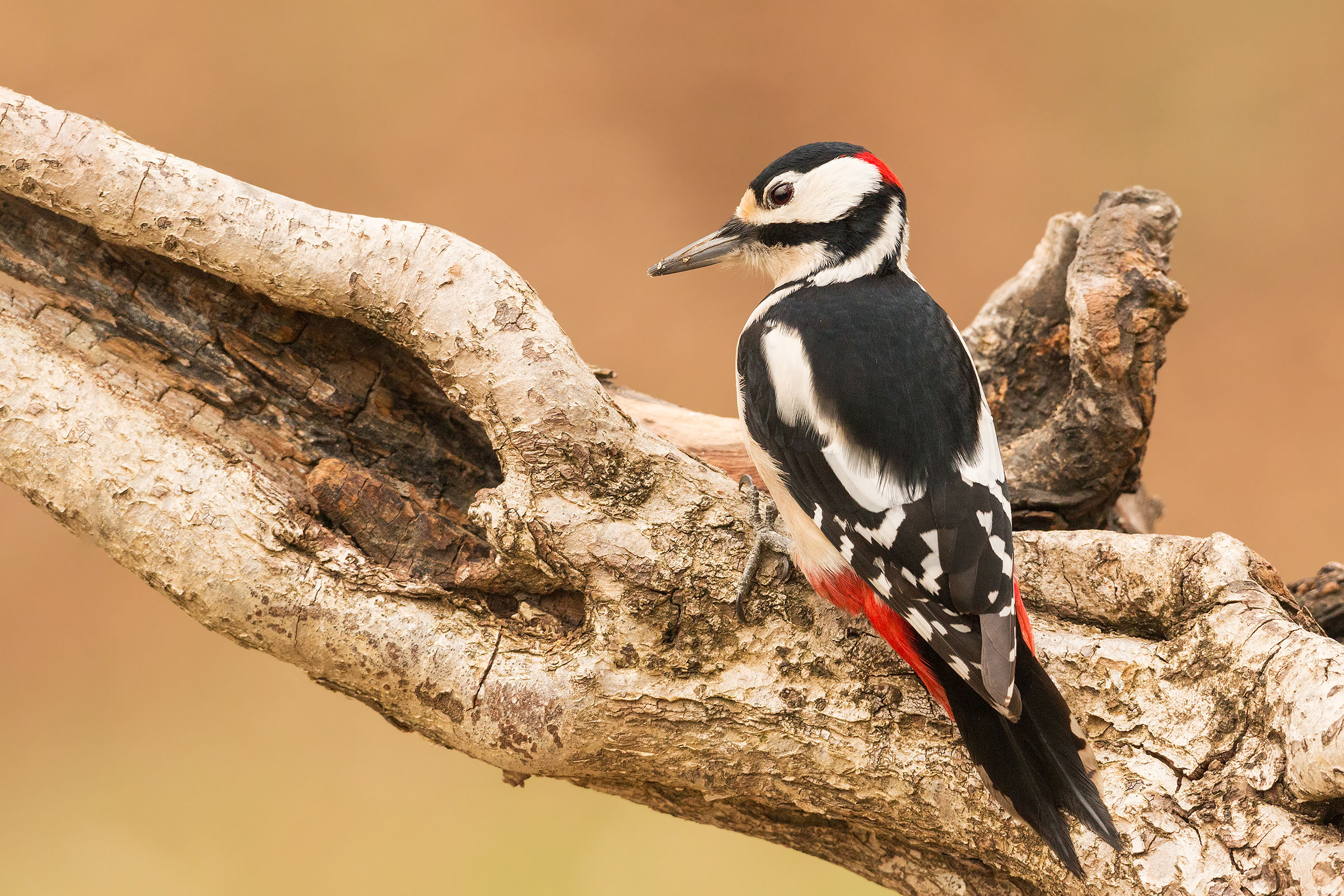 great male woodpecker