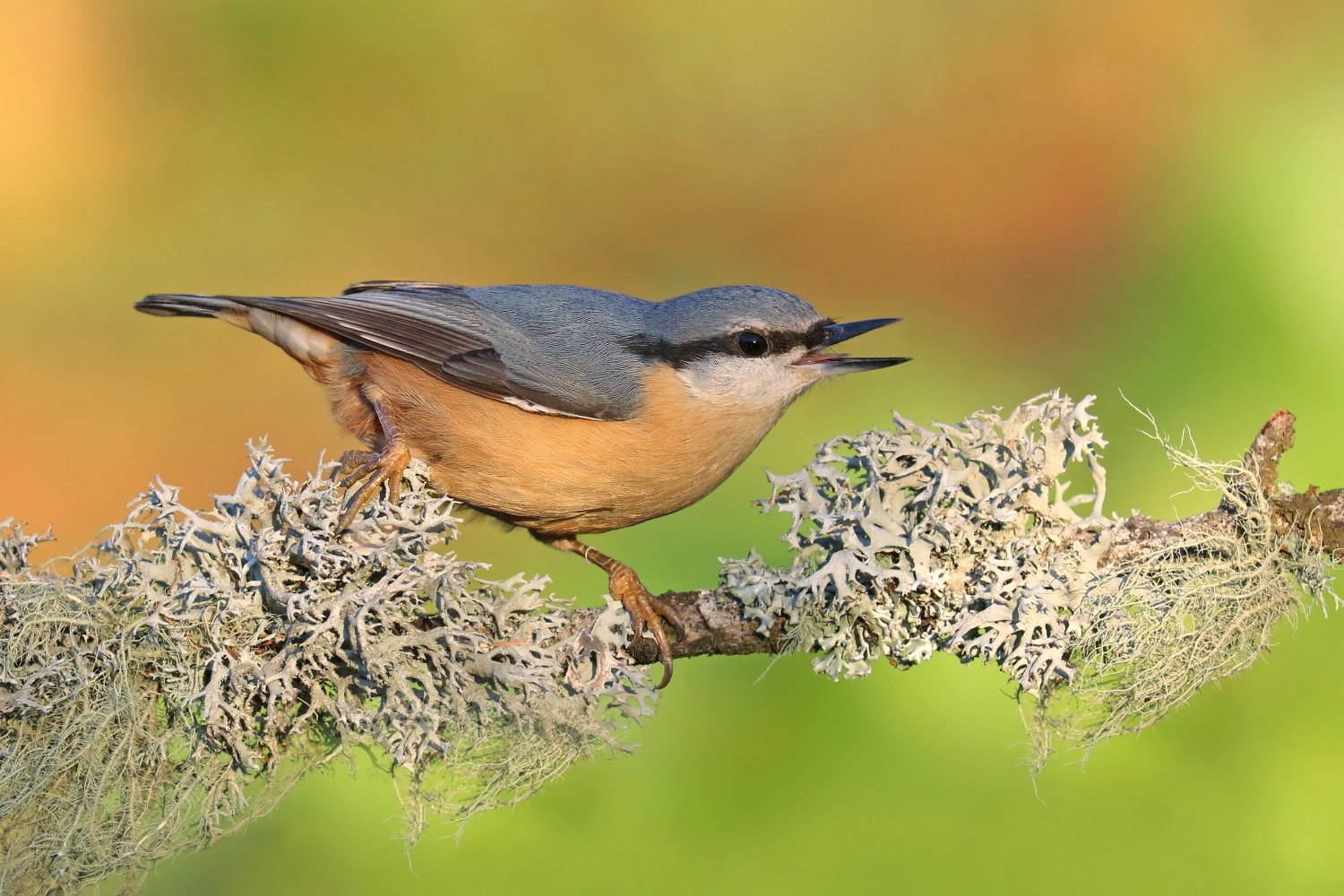 Nuthatch