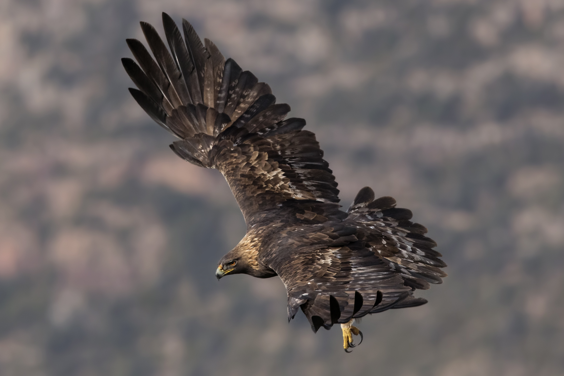 Golden Eagle