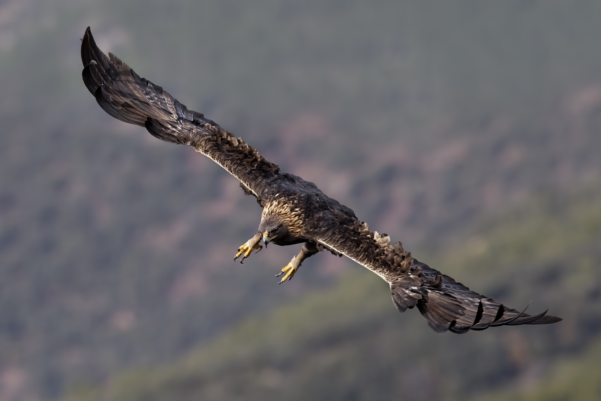 Golden Eagle