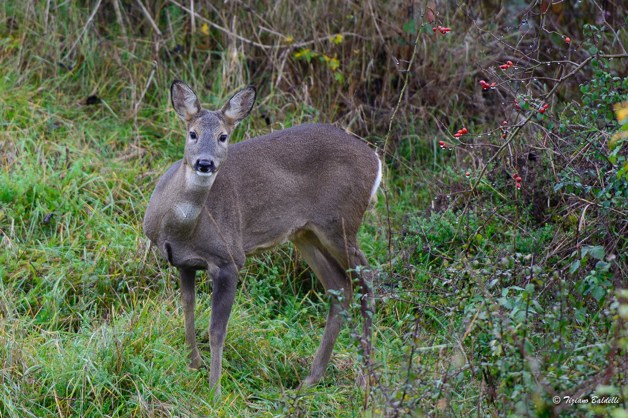 Surprise behind the house