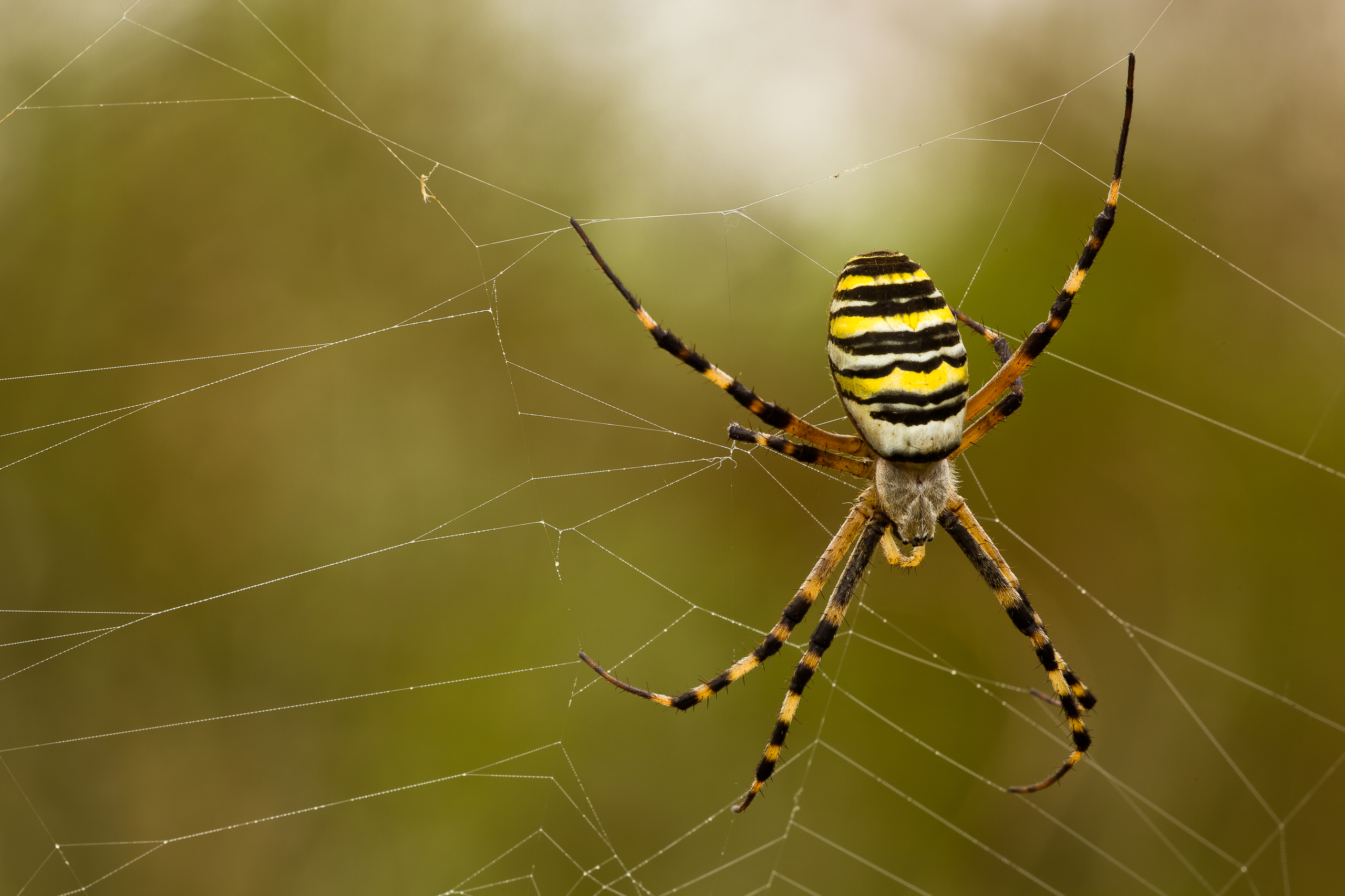 Mi dicono....ragno vespa!!!!