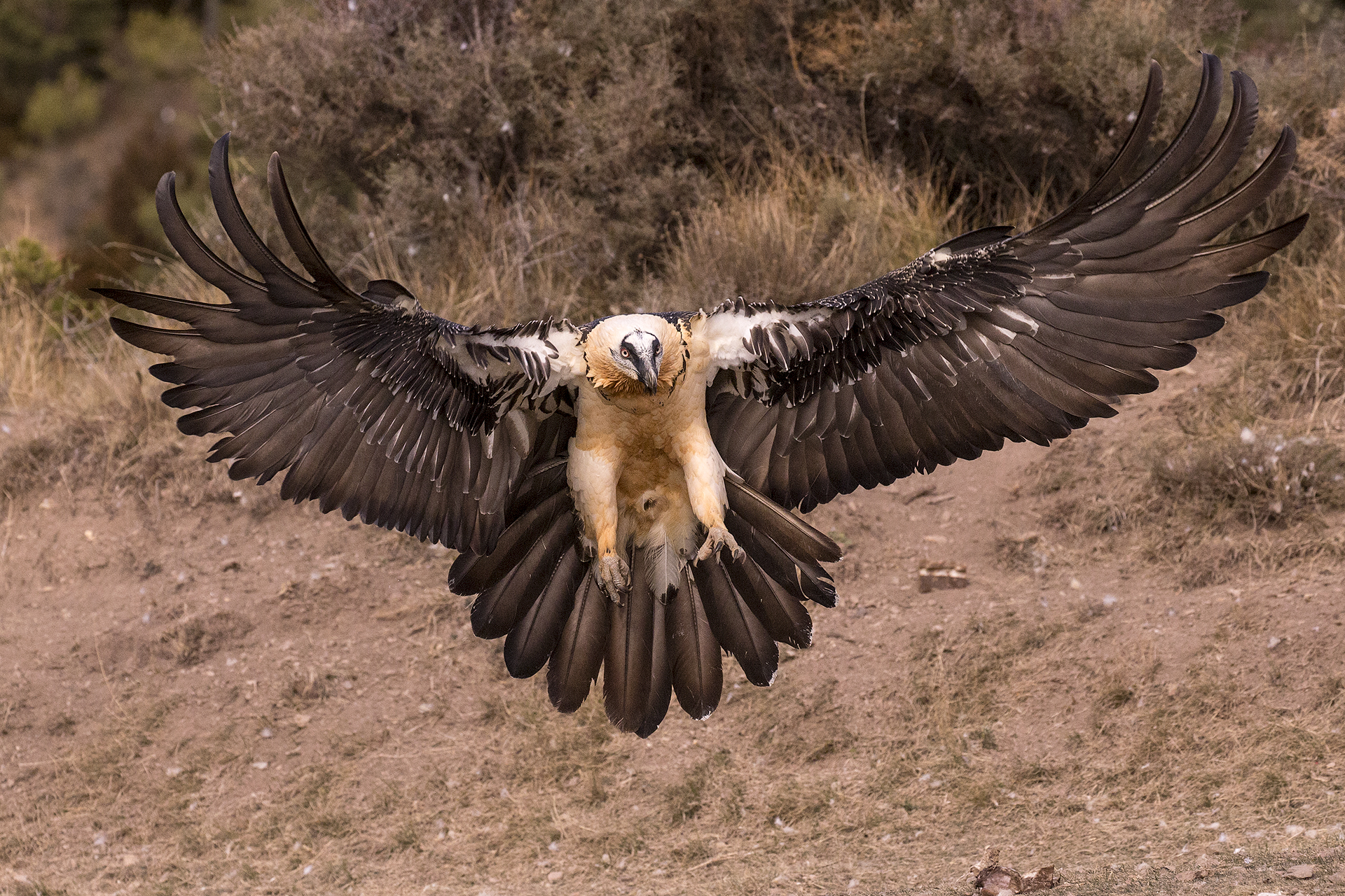 Gipeto in atterraggio