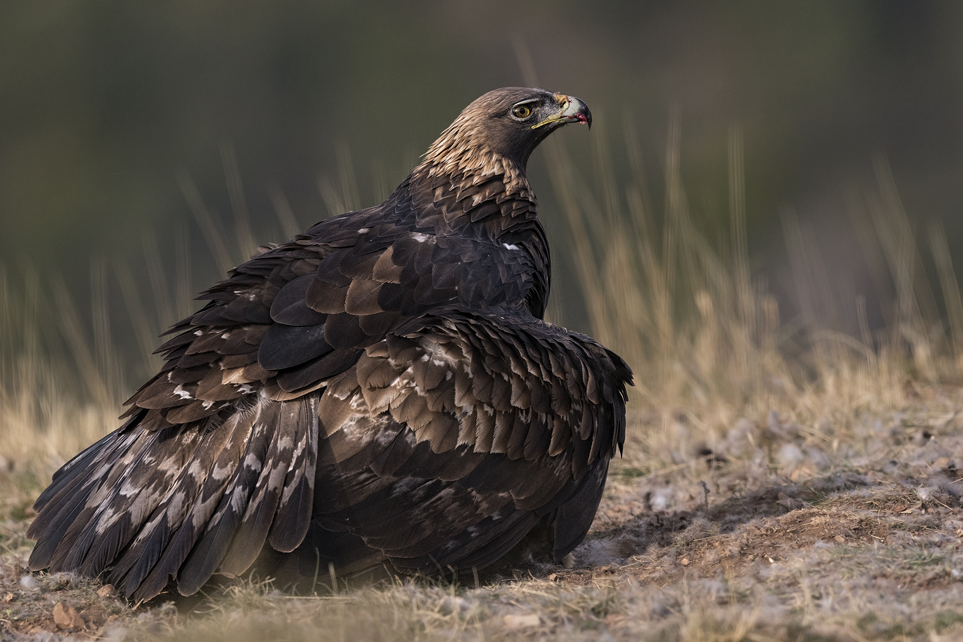 Golden Eagle