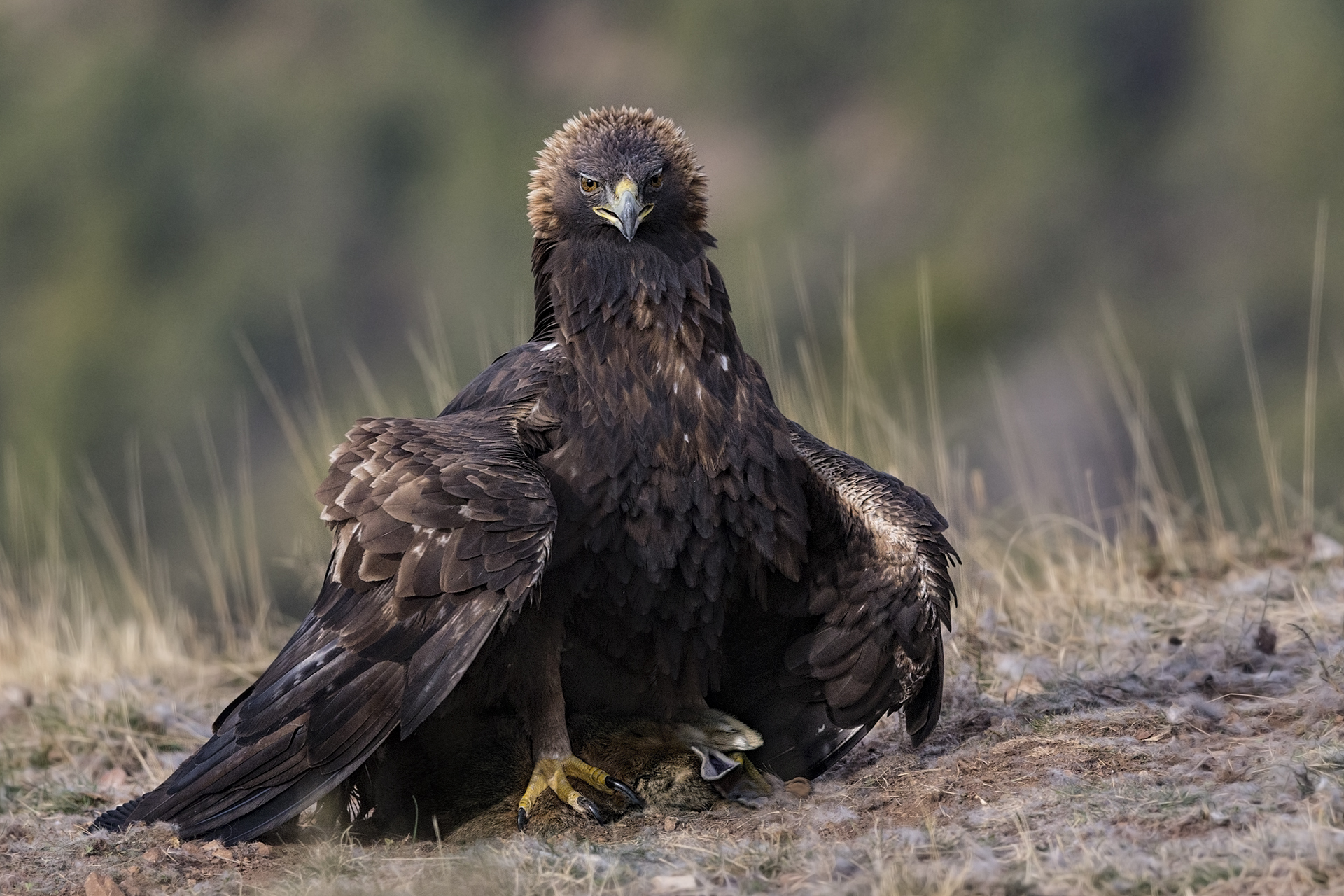 Golden Eagle