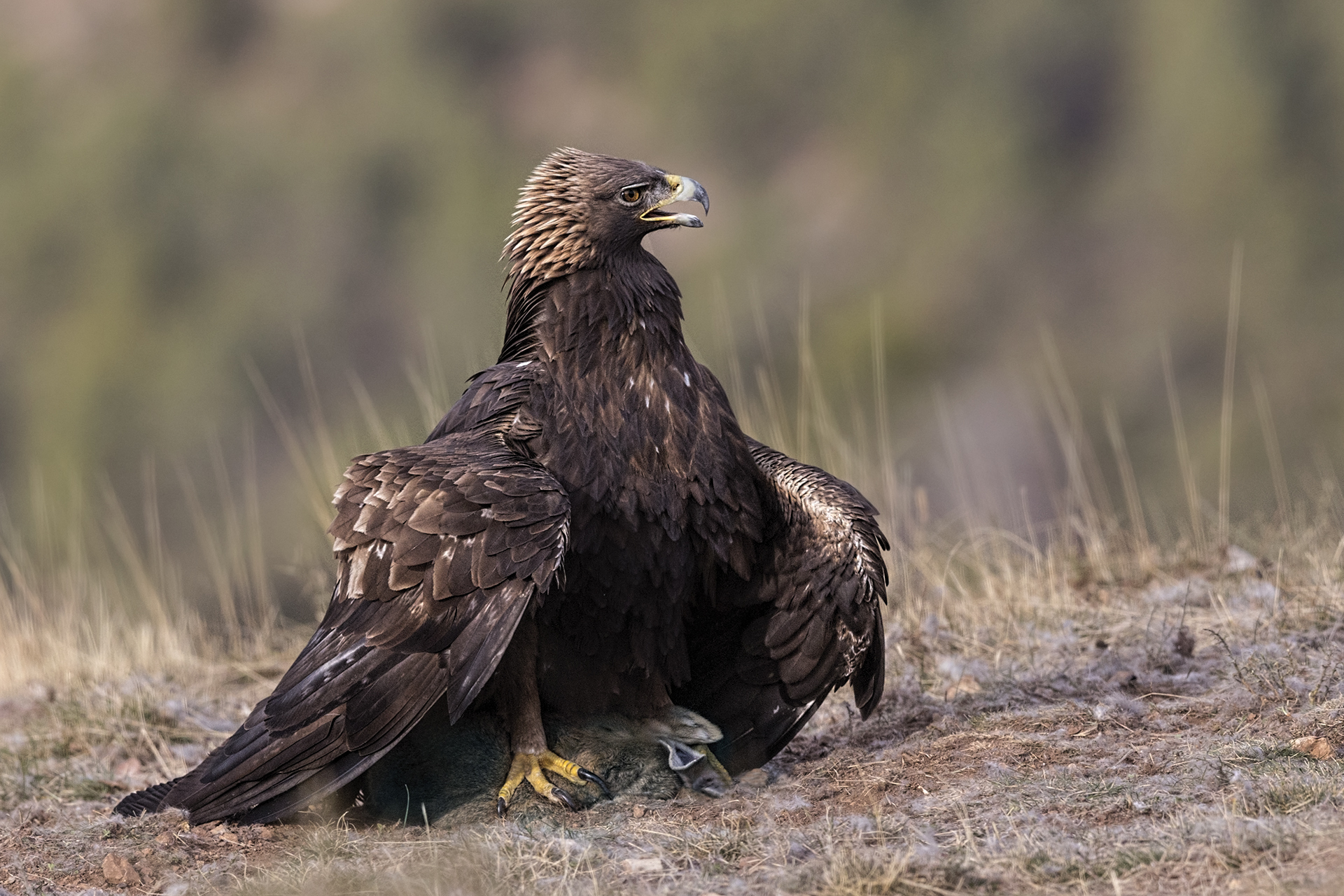 Golden Eagle