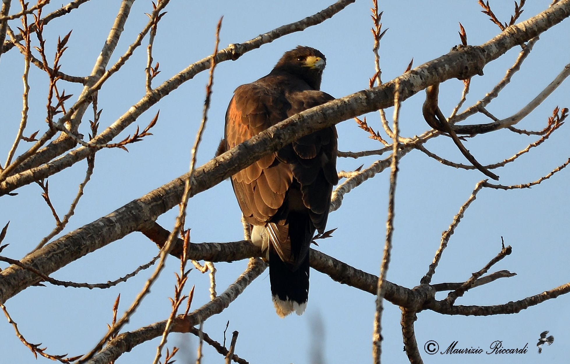 Harris's buzzard