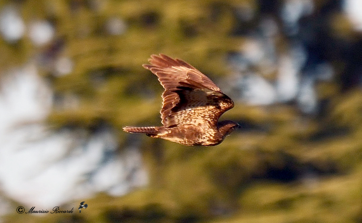 Common buzzard