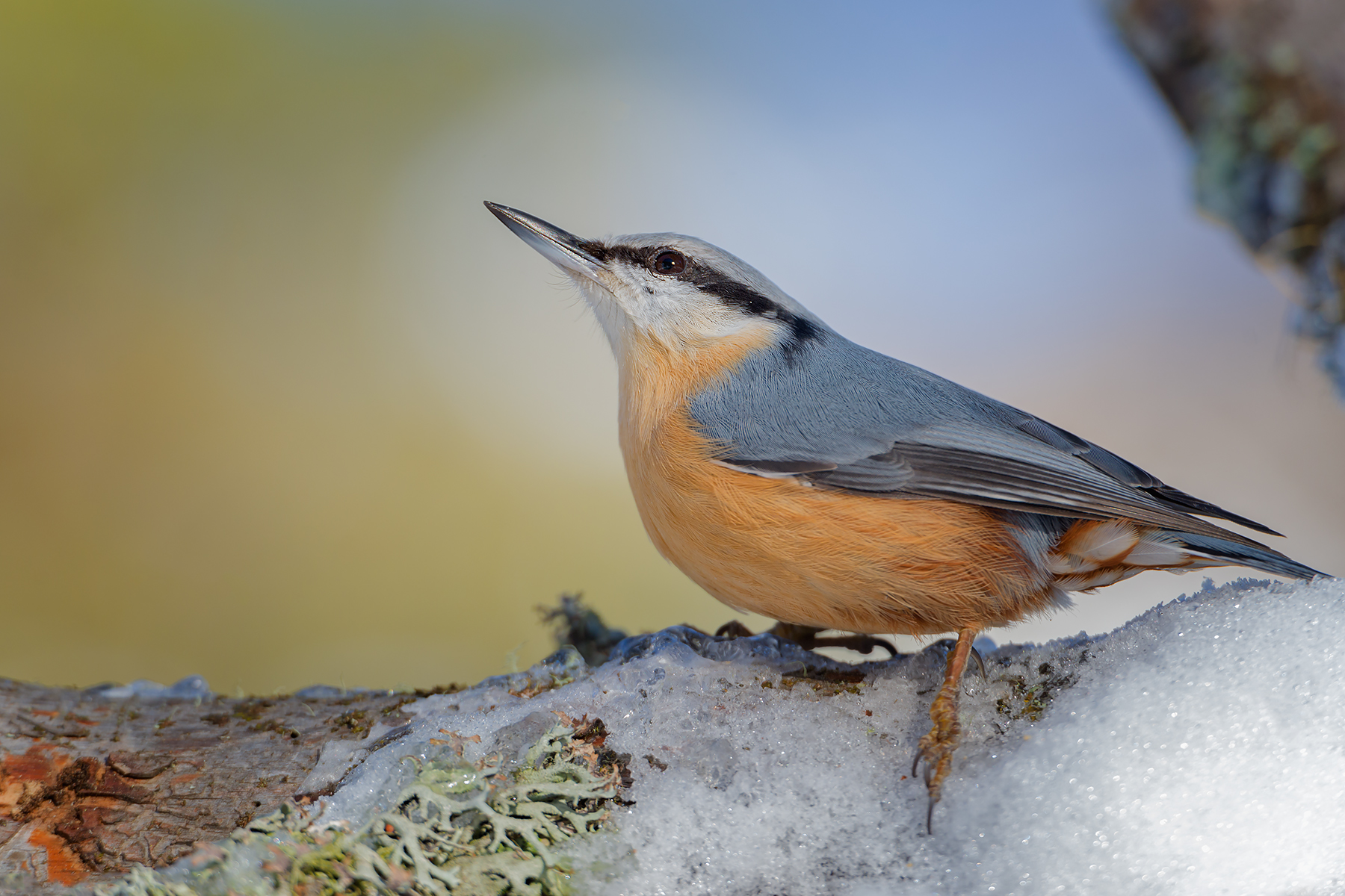 Nuthatch