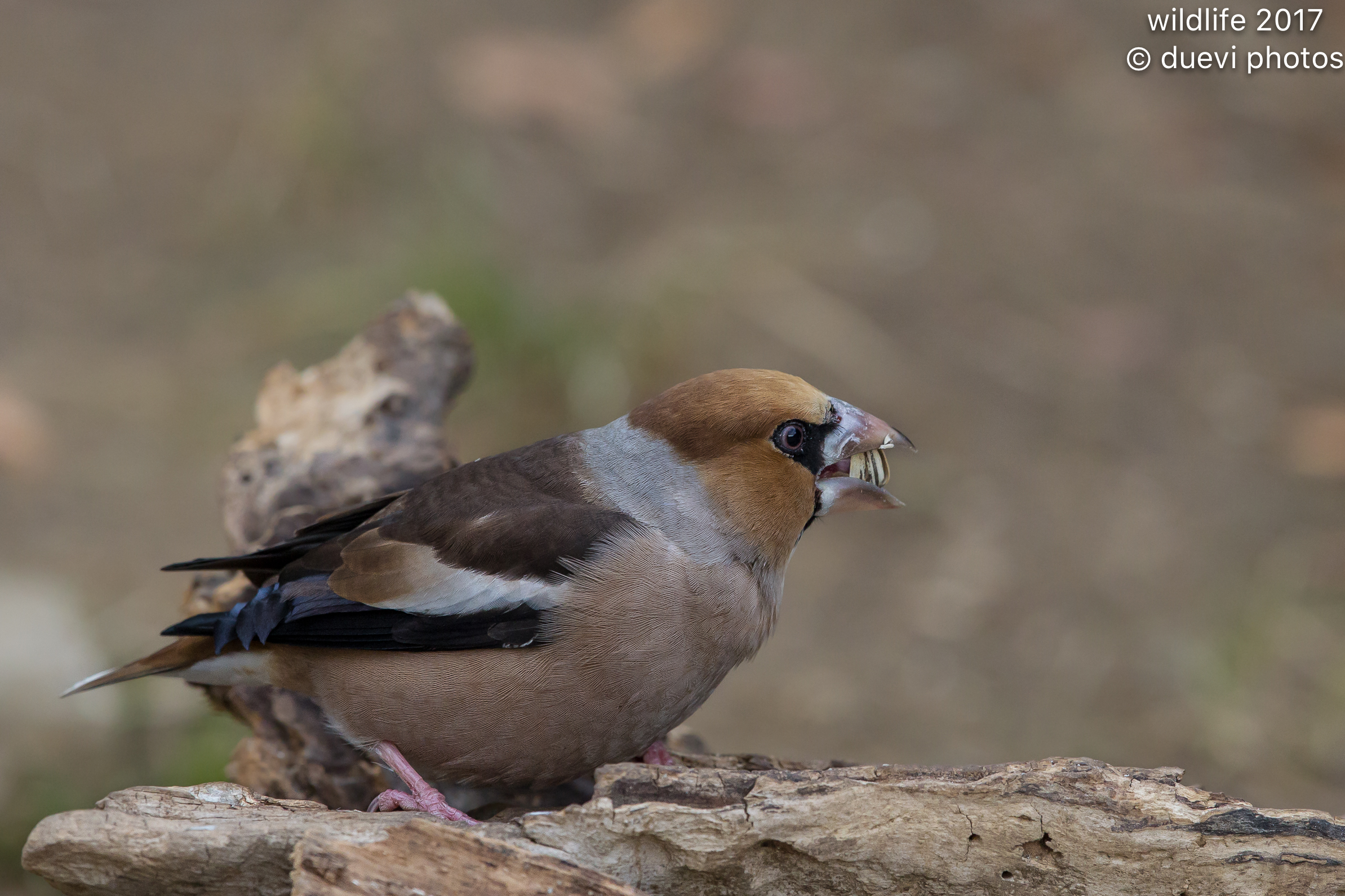 Grosbeak