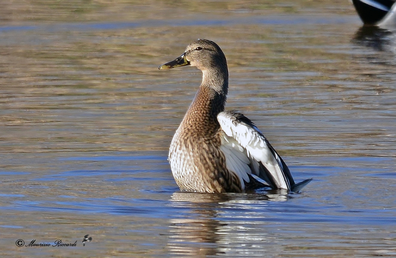 Mallard - female