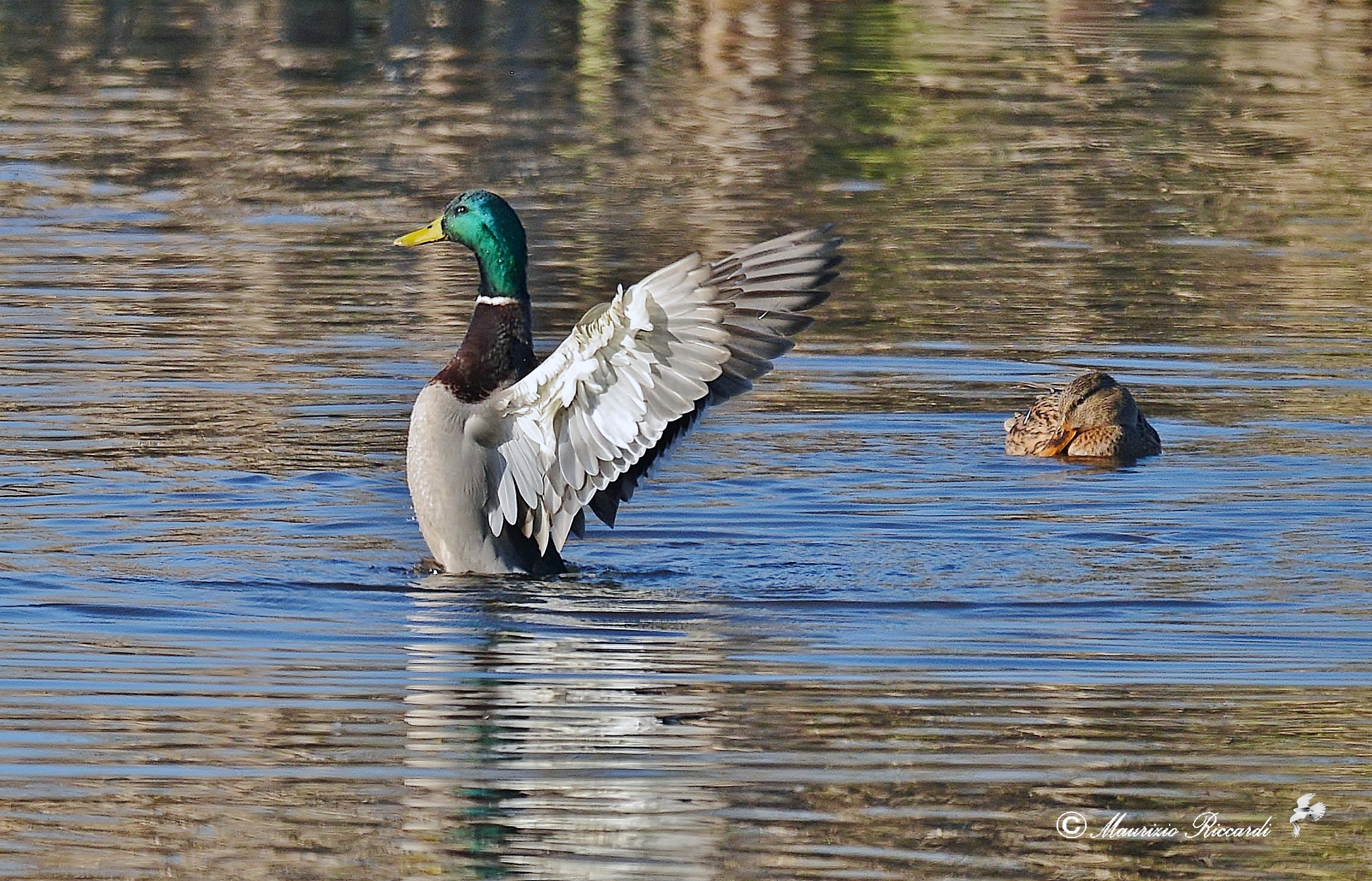 Mallard - male