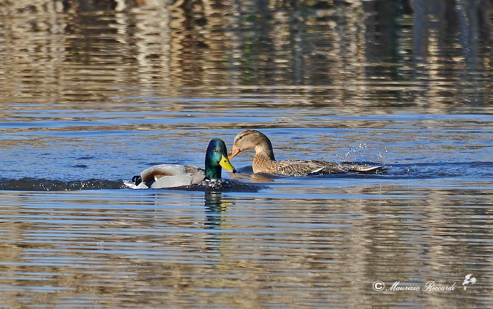 Mallard - couple