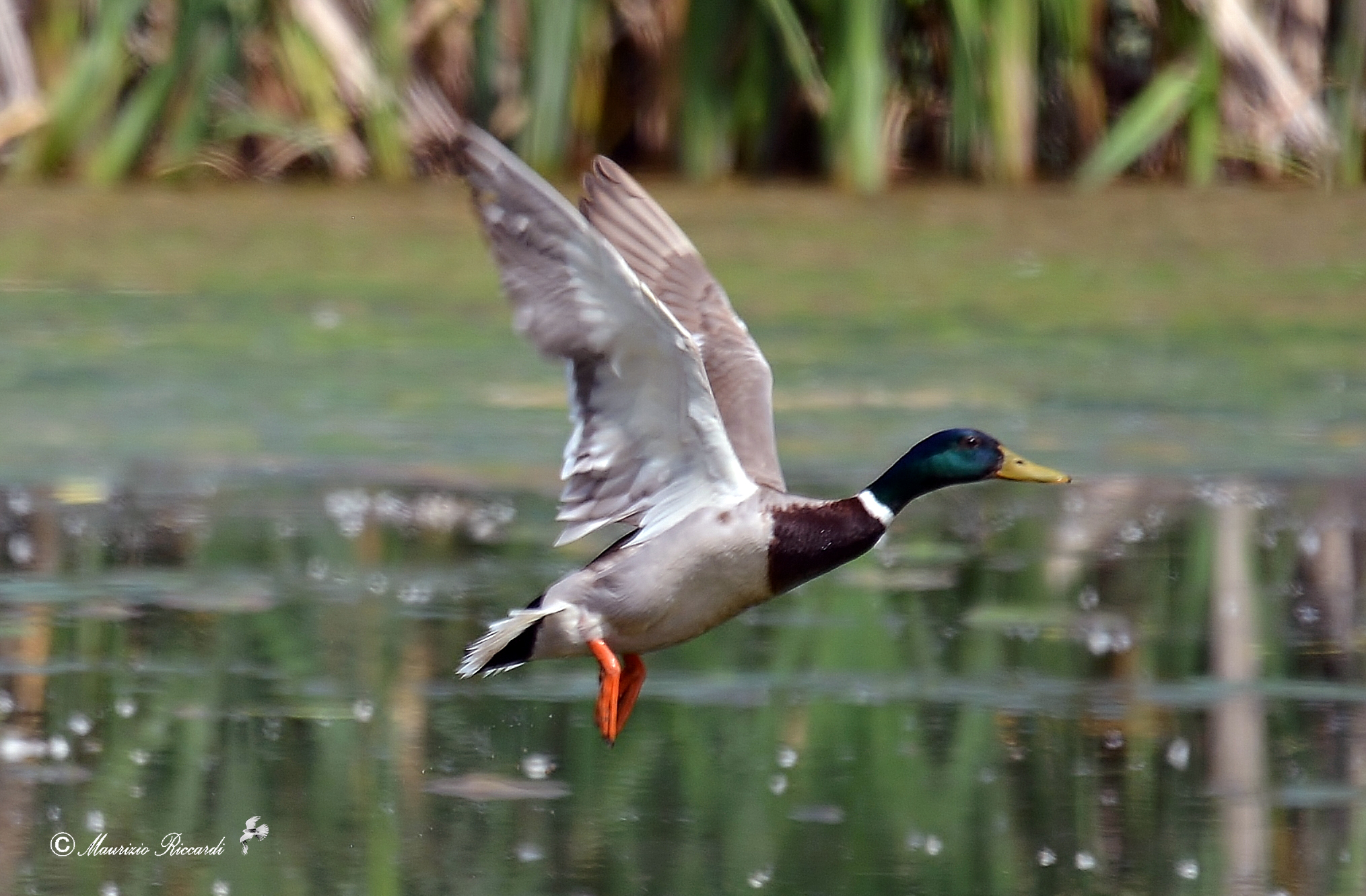 Mallard - Male
