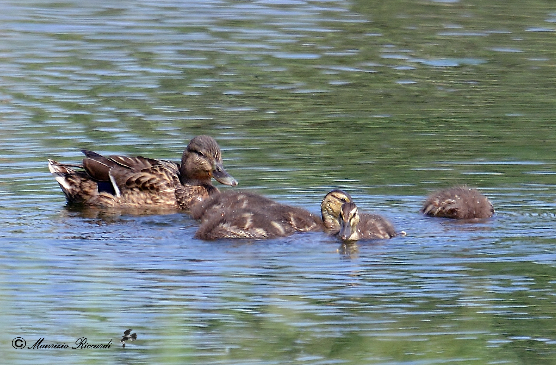 Mallard - Female with offspring