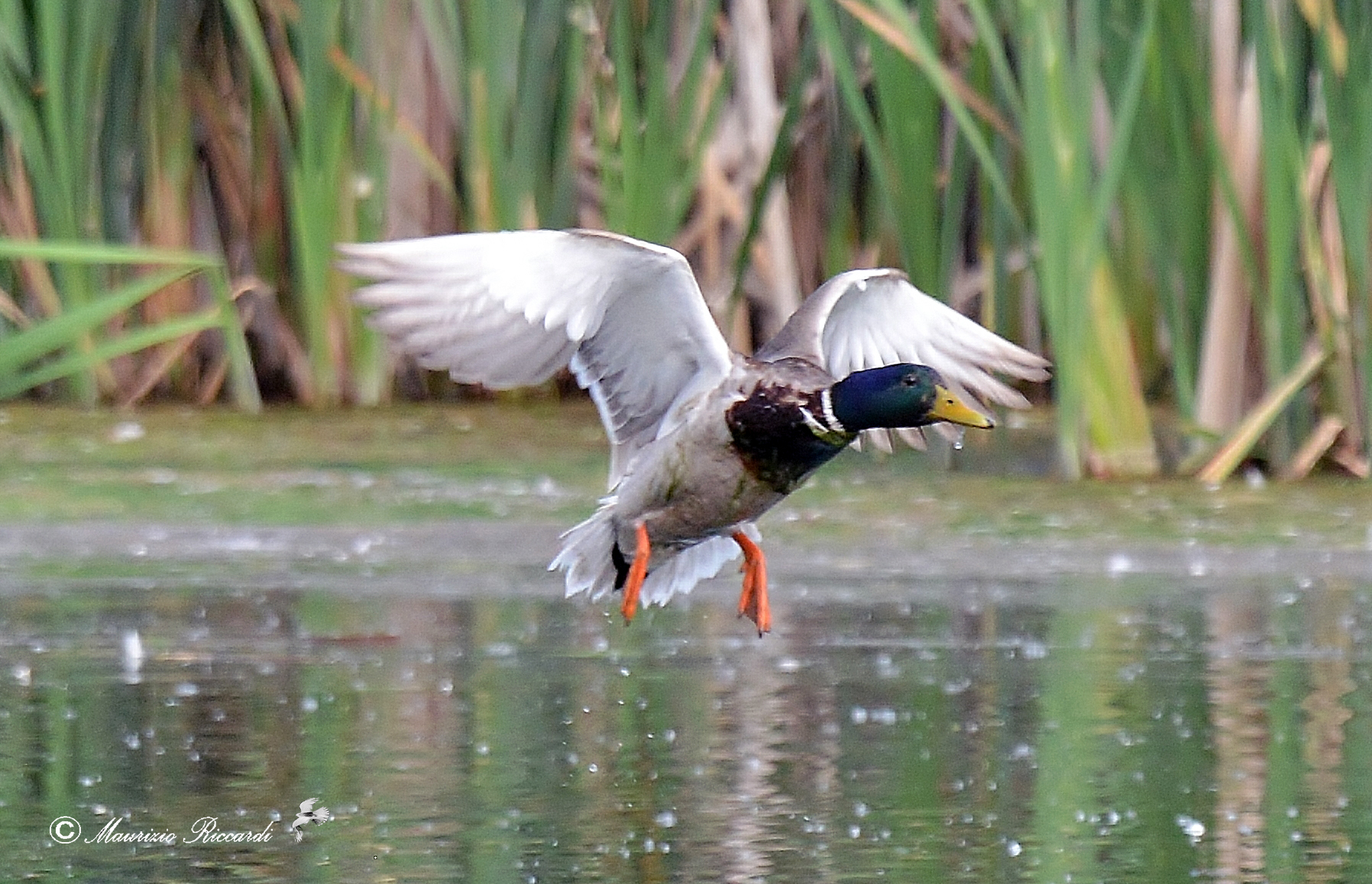 Mallard - Male