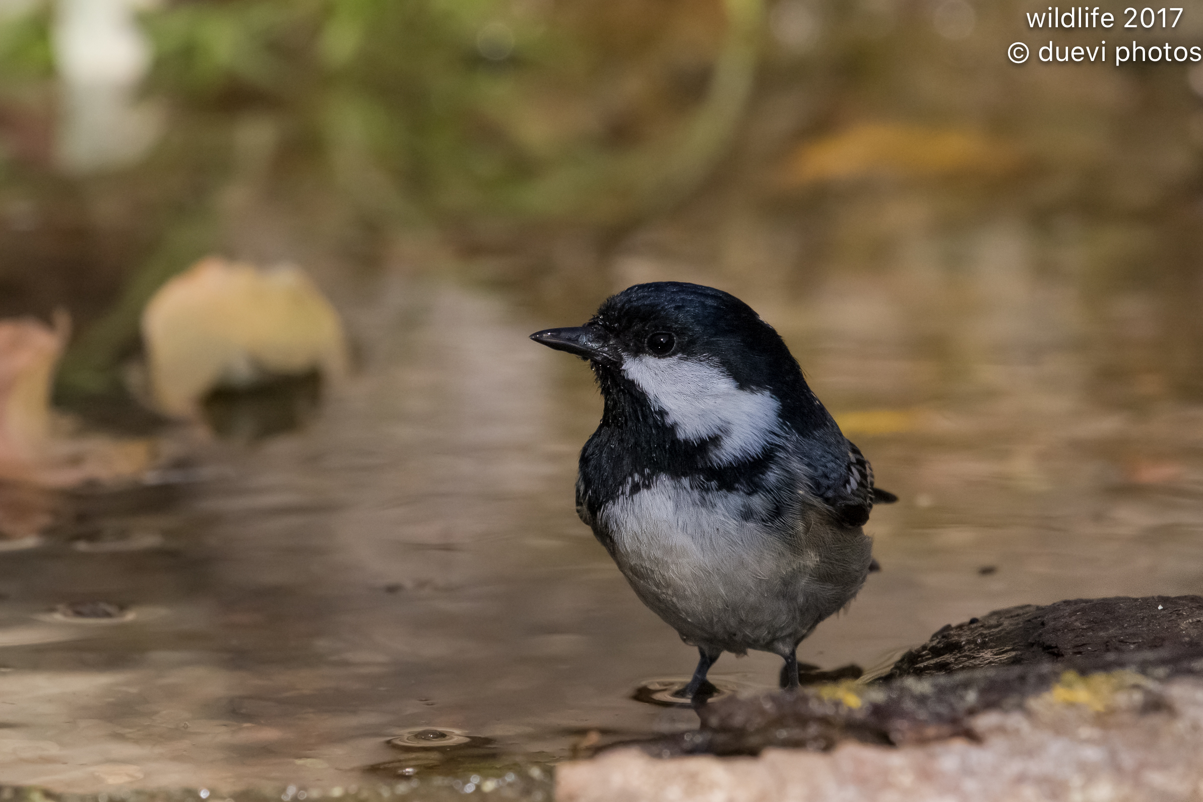 Black tit