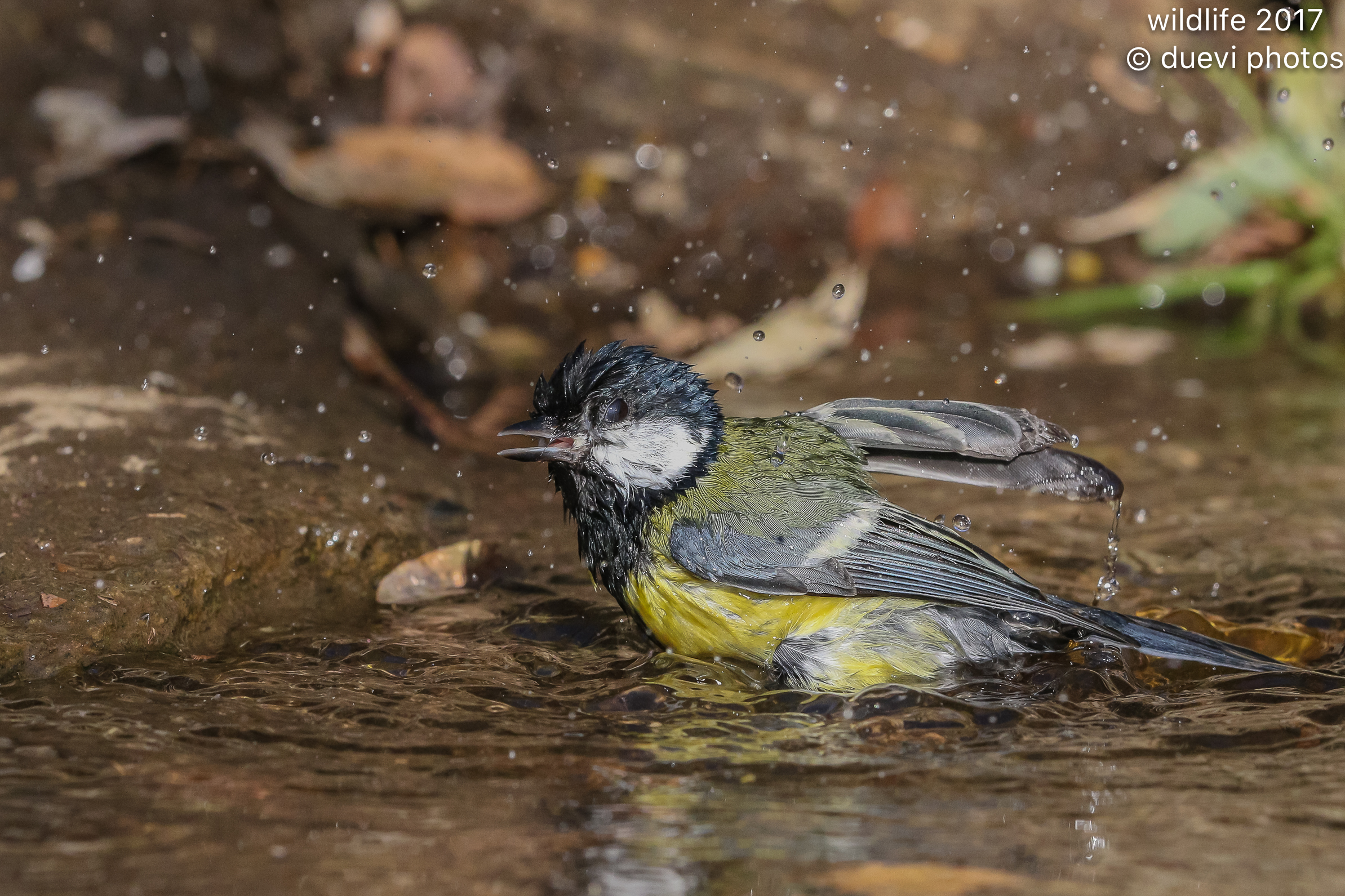 A beautiful scrollatina