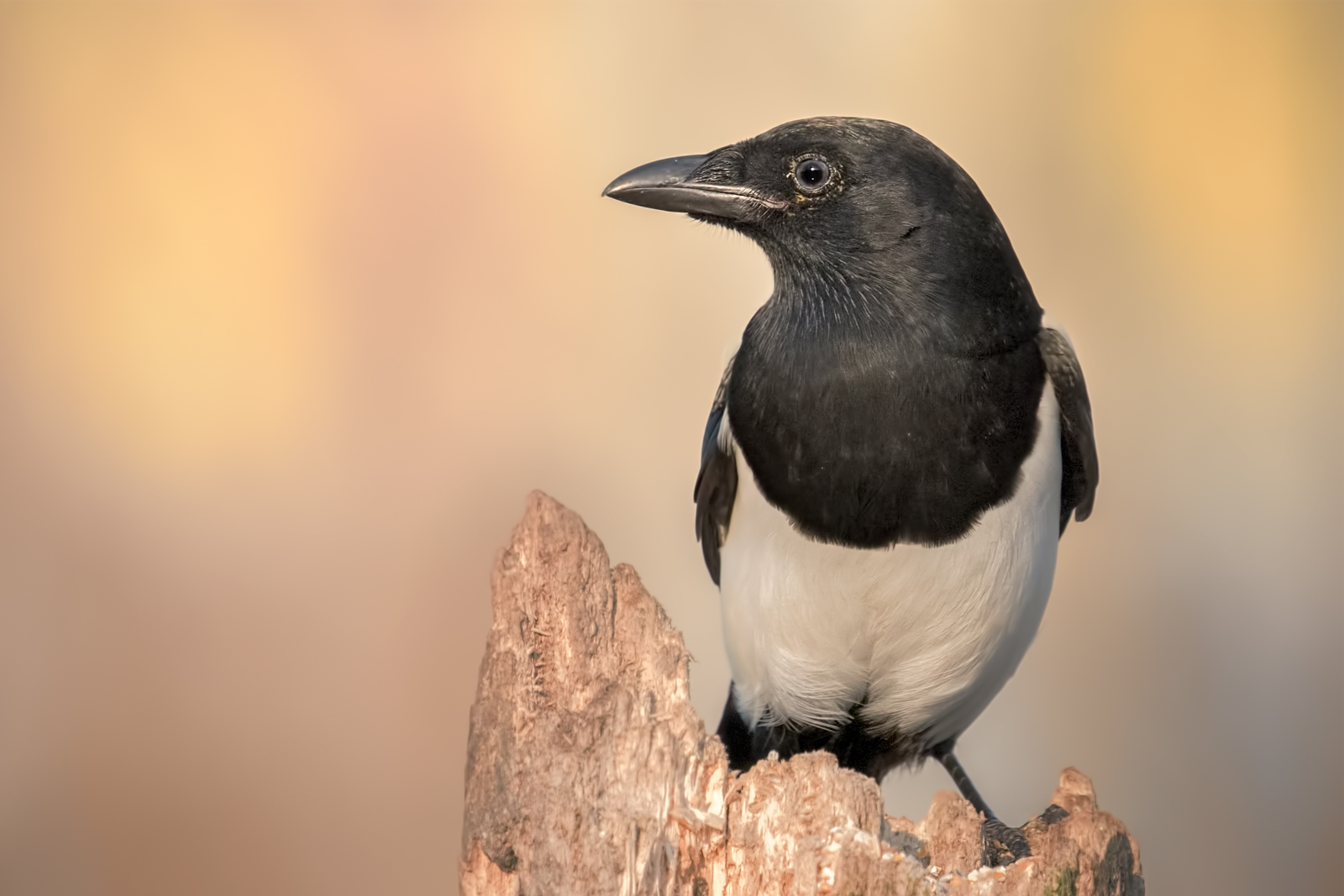 Common magpie
