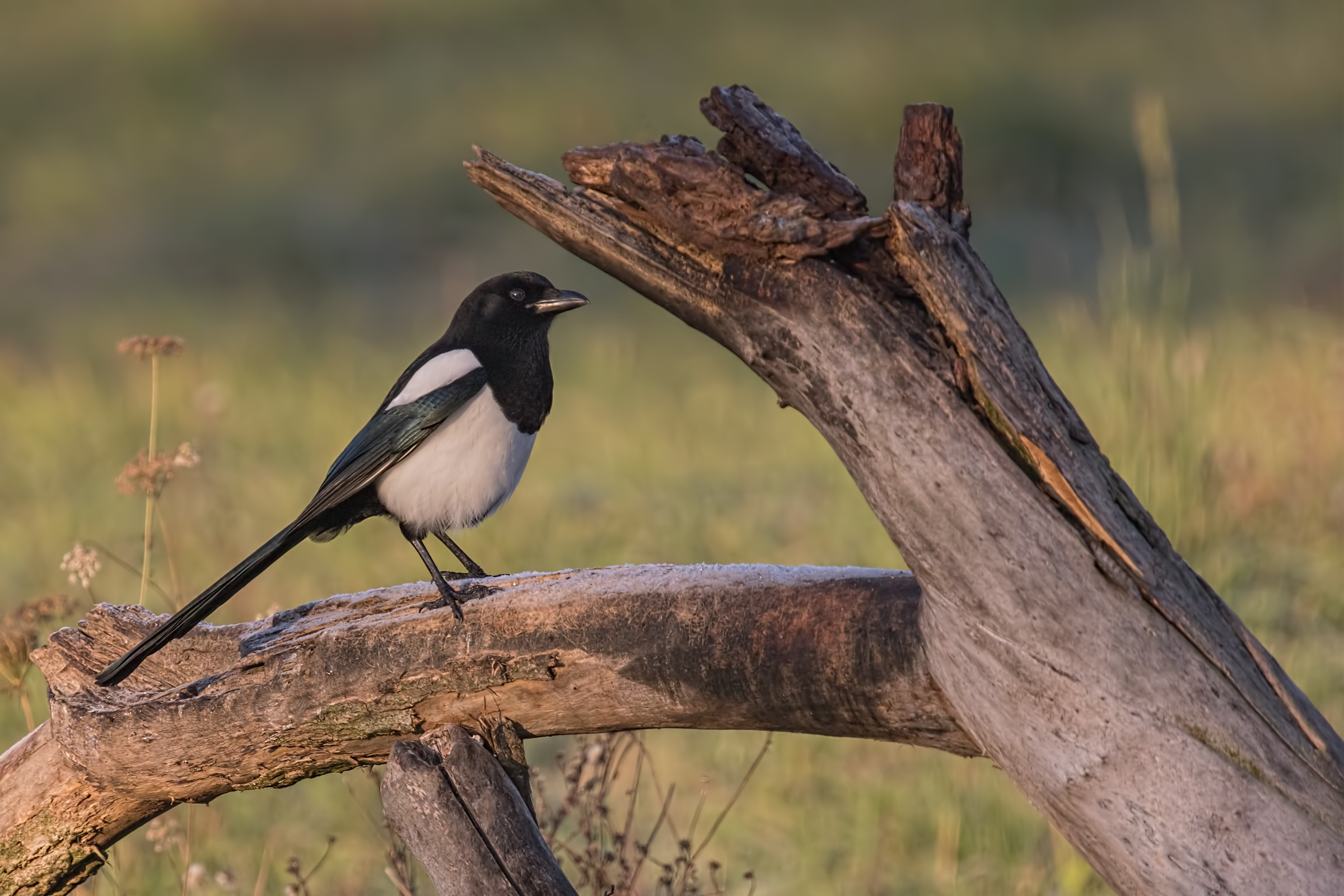 Gazza comune ambientata