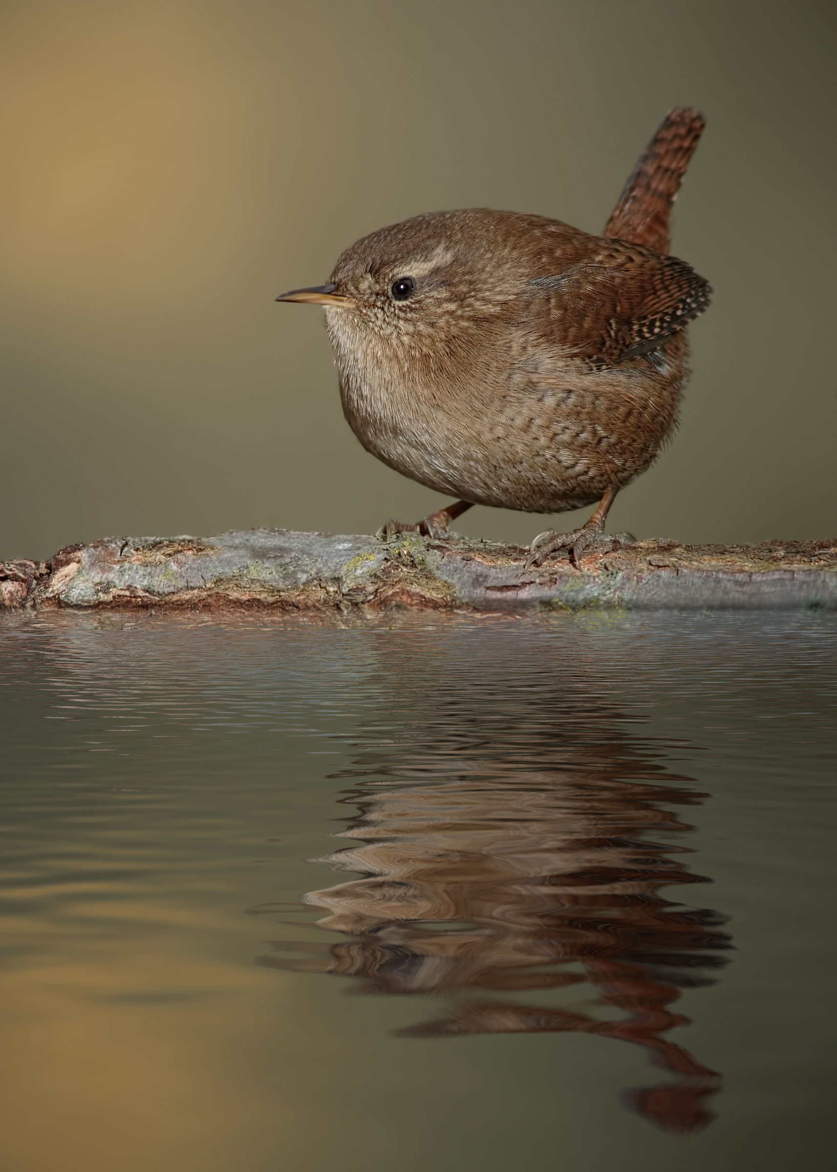 Wren