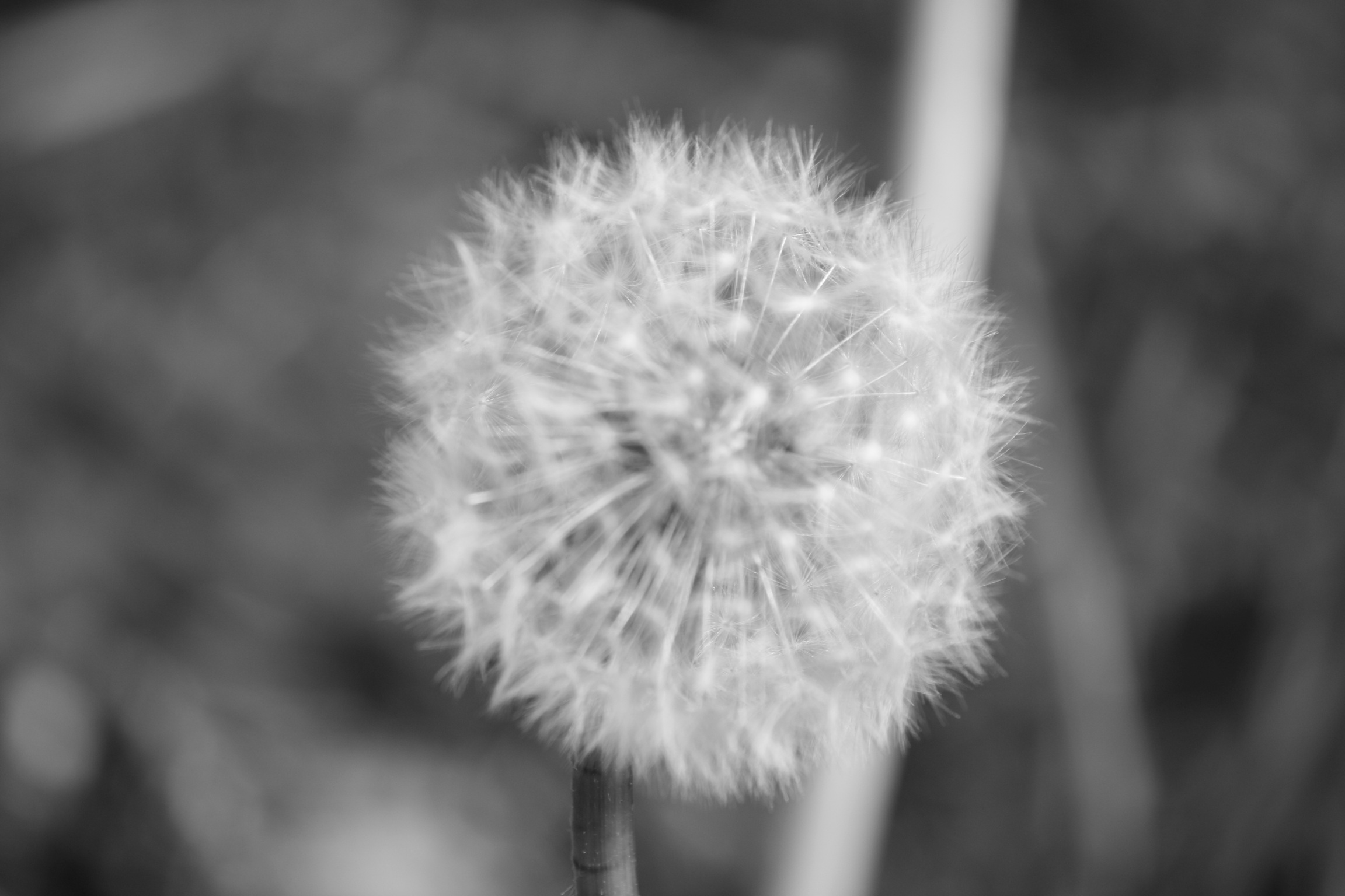 Dandelion